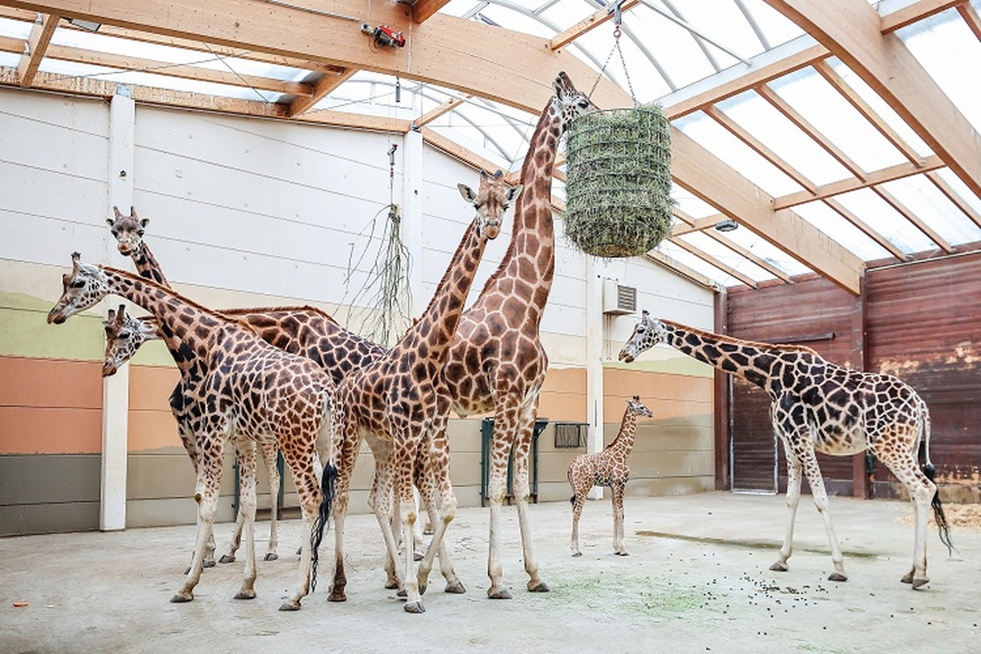 德国新生罗氏长颈鹿  德国莱比锡动物园,一只新出生的罗氏长颈鹿幼崽