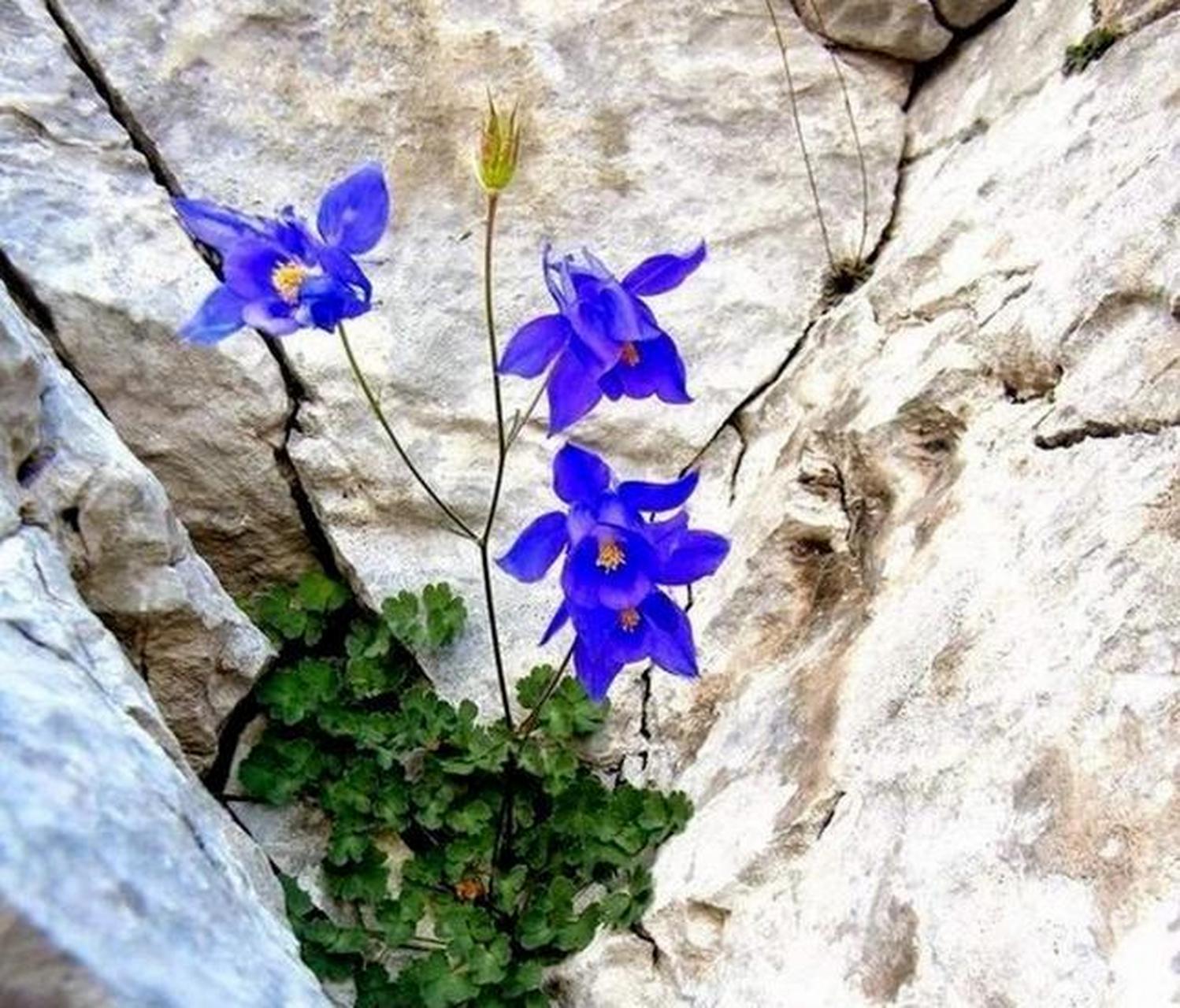 敬畏生命——长在悬崖绝壁上的花,美的震撼人心!