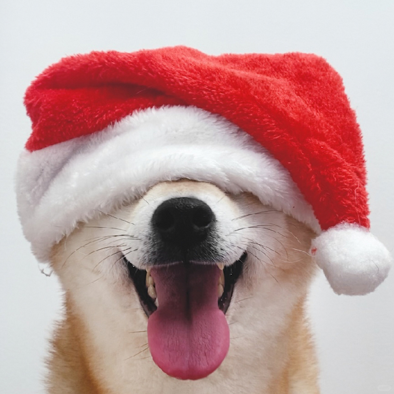 圣诞柴犬情侣头像	  戴上了一顶小帽子,感觉整个人的氛围感都来了!