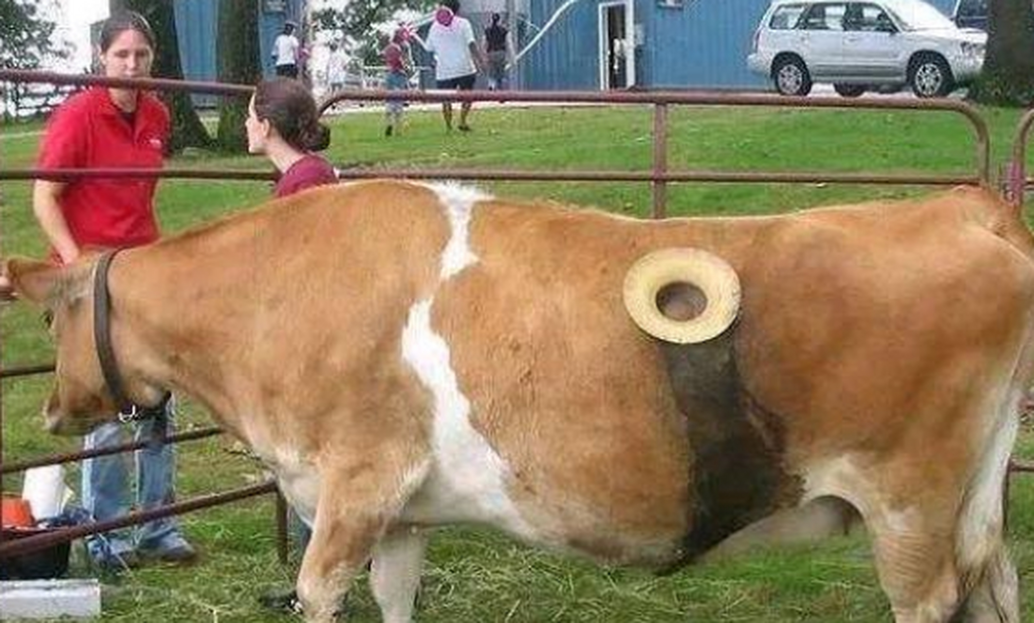 外国人养牛为什么要在牛身上掏一个洞?这对牛没影响吗?