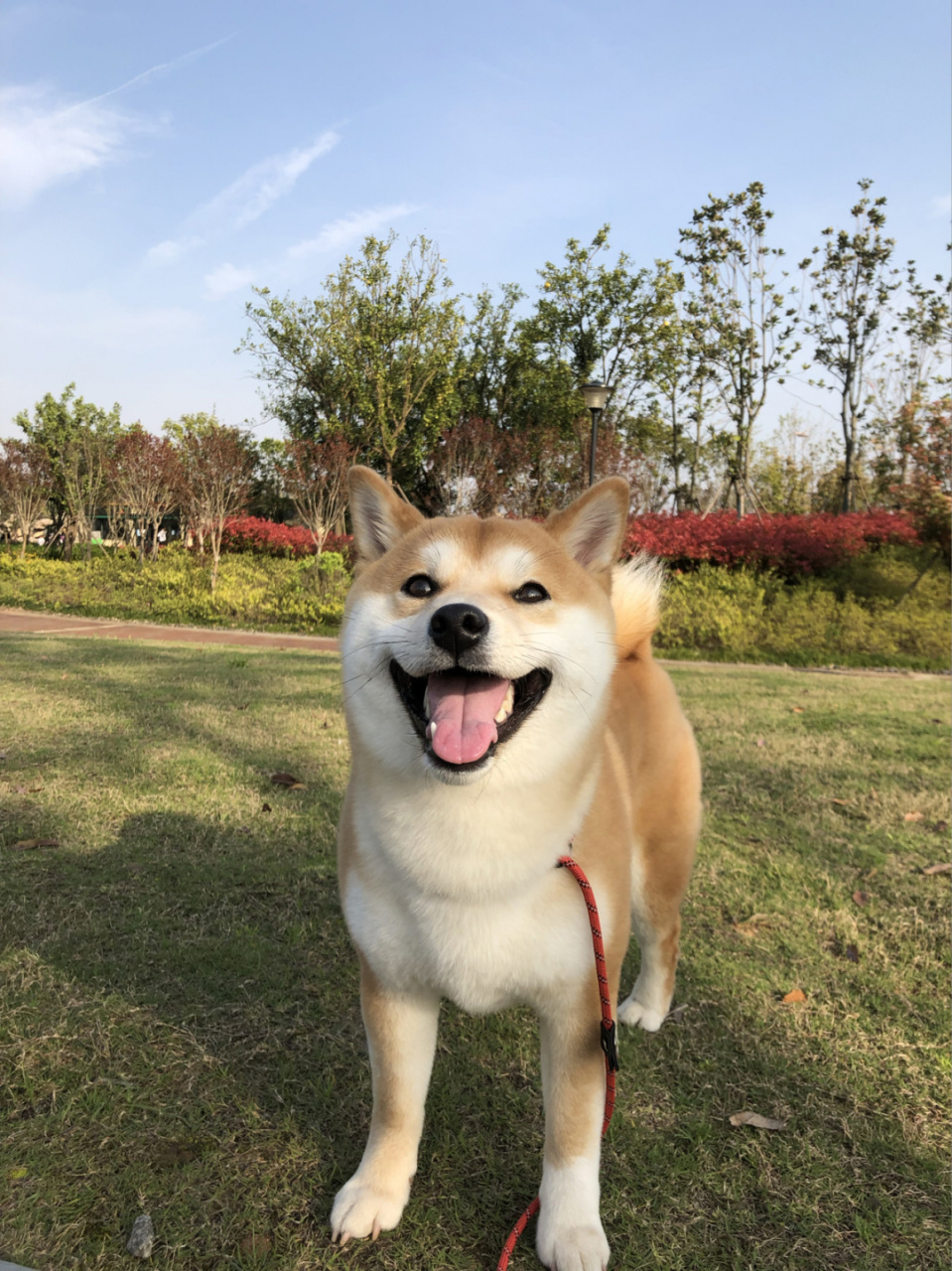 柴犬笑起来的图片图片