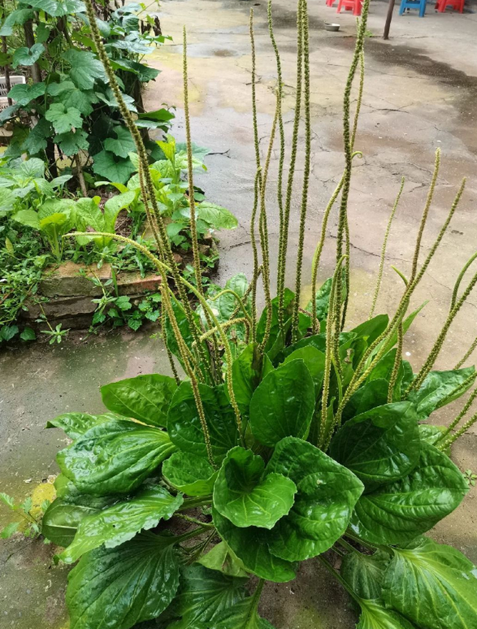 从小在村里长大,但是长这么大的车前草还是第一次见