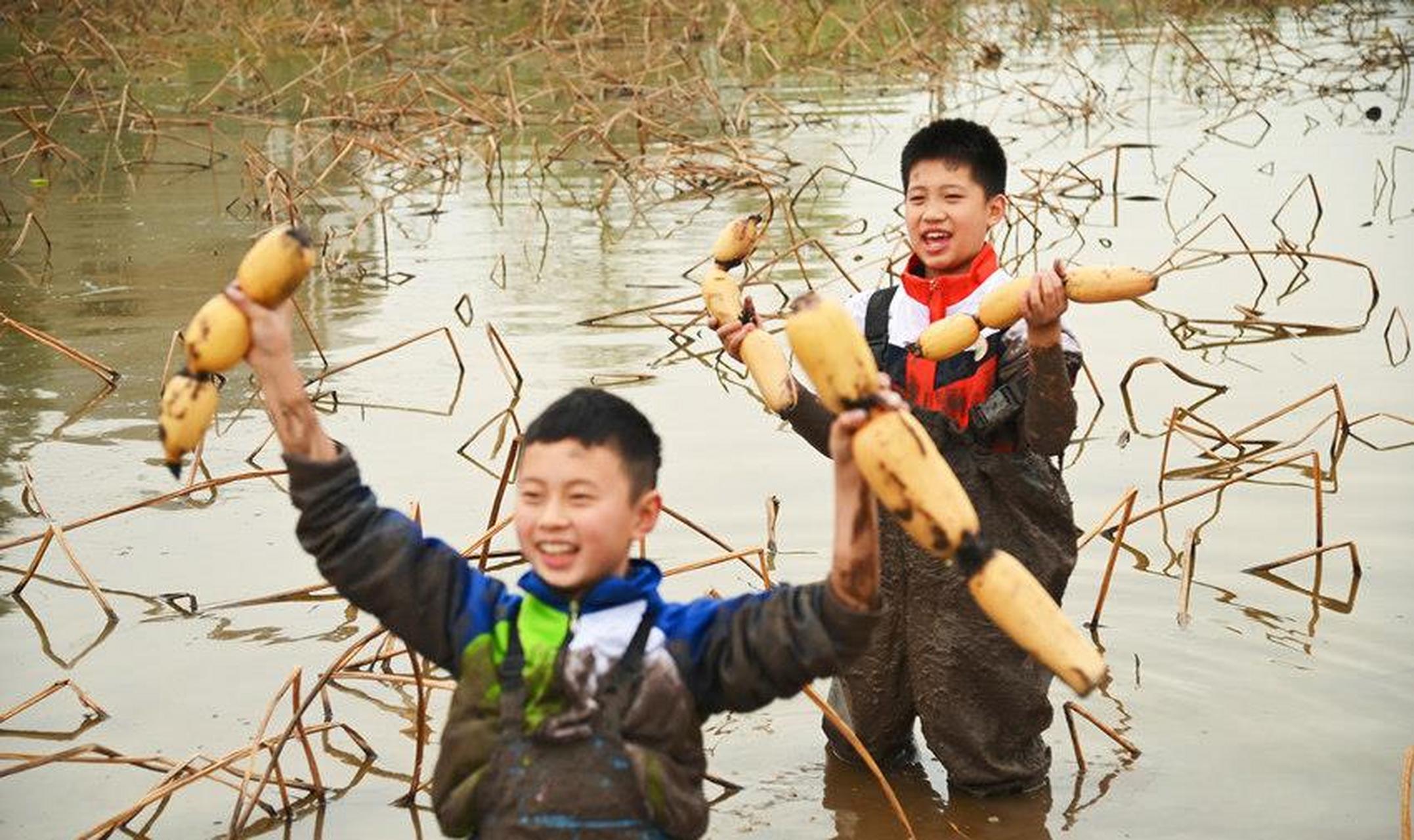 来自东兴区五星小学的师生来到玉皇观村生态藕基地学习采收莲藕,在