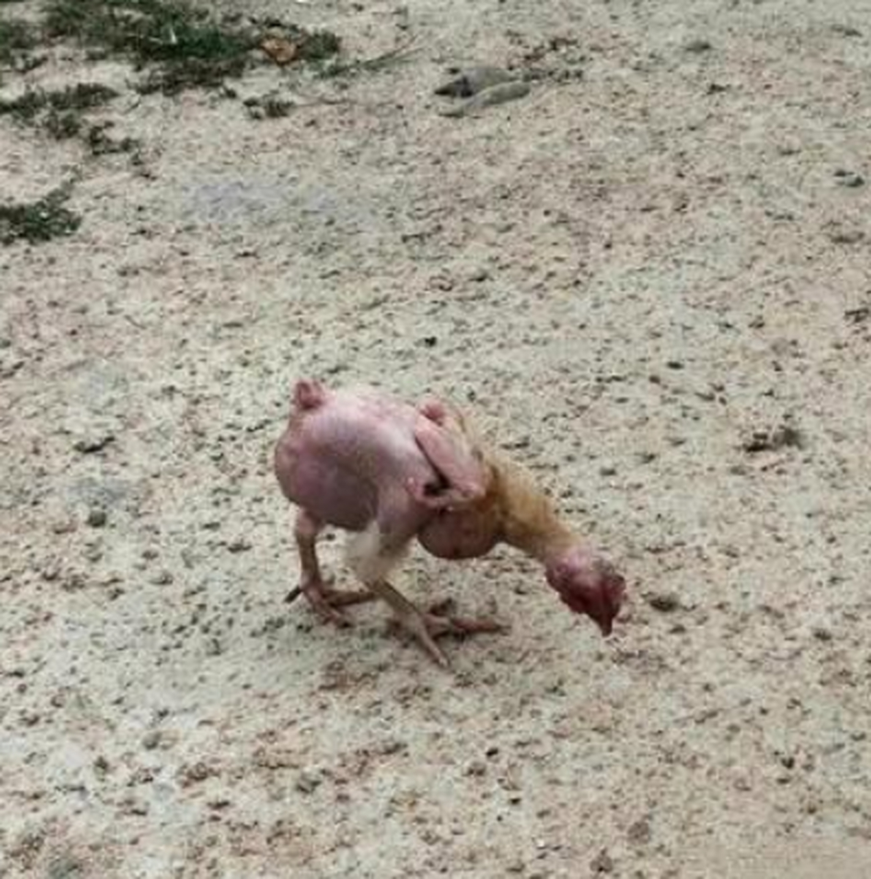 还真有这种无毛鸡吗