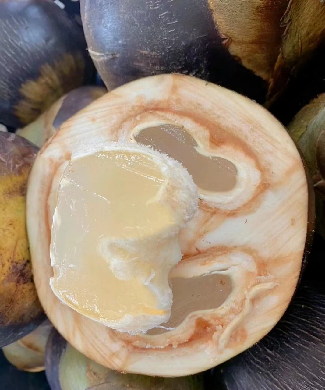 深海椰, 又叫海椰子(lodoiceamaldivica)亦称复椰子(doublecoconut)