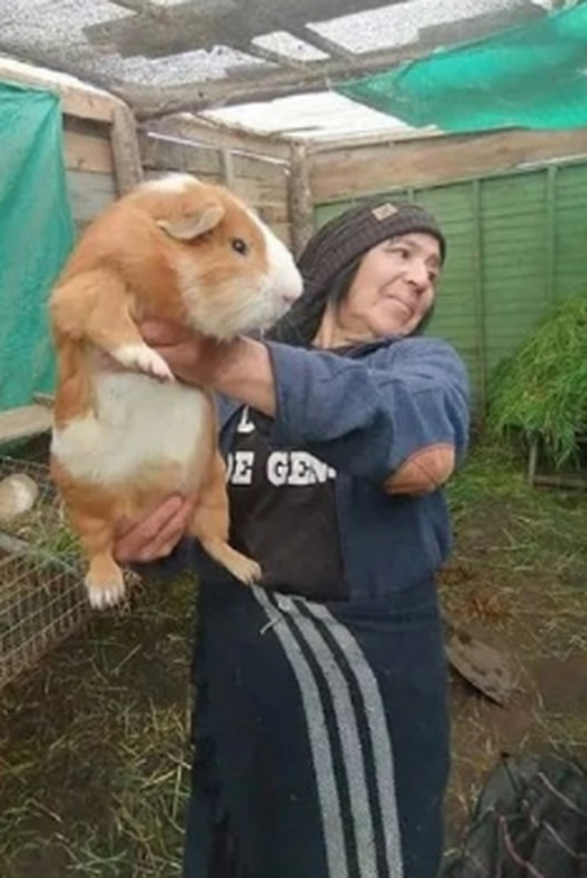 豚鼠可以长多大,这组照片很直观了