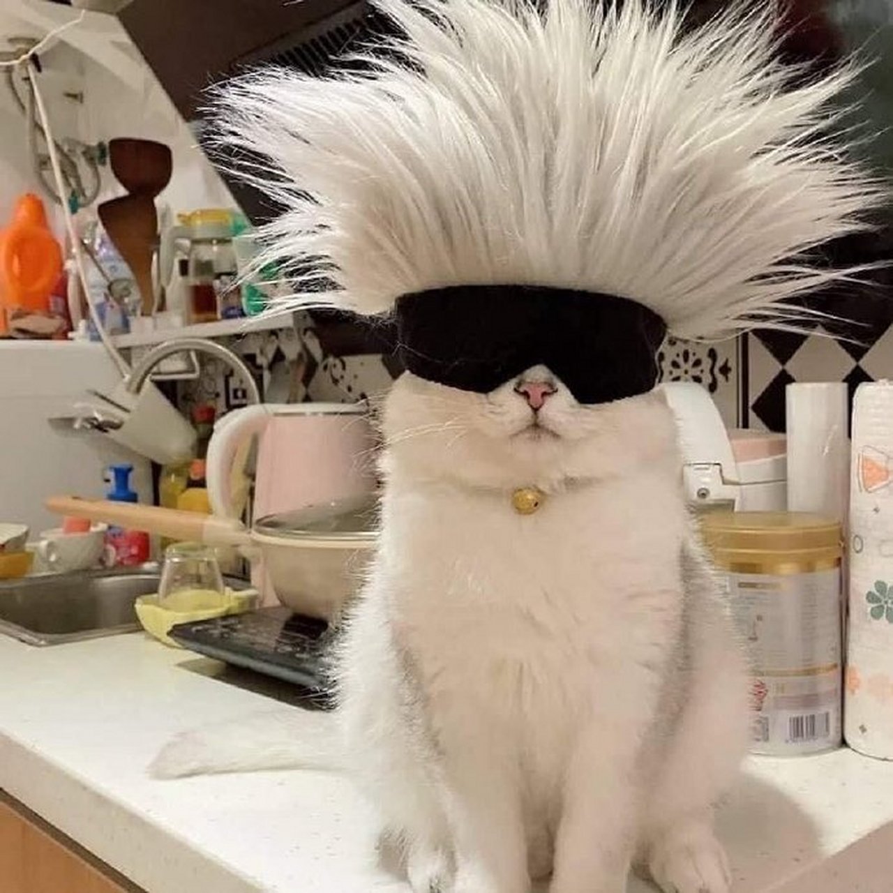 这只猫,绝对跟五条悟关系匪浅[三哈] #动漫# #咒术回战