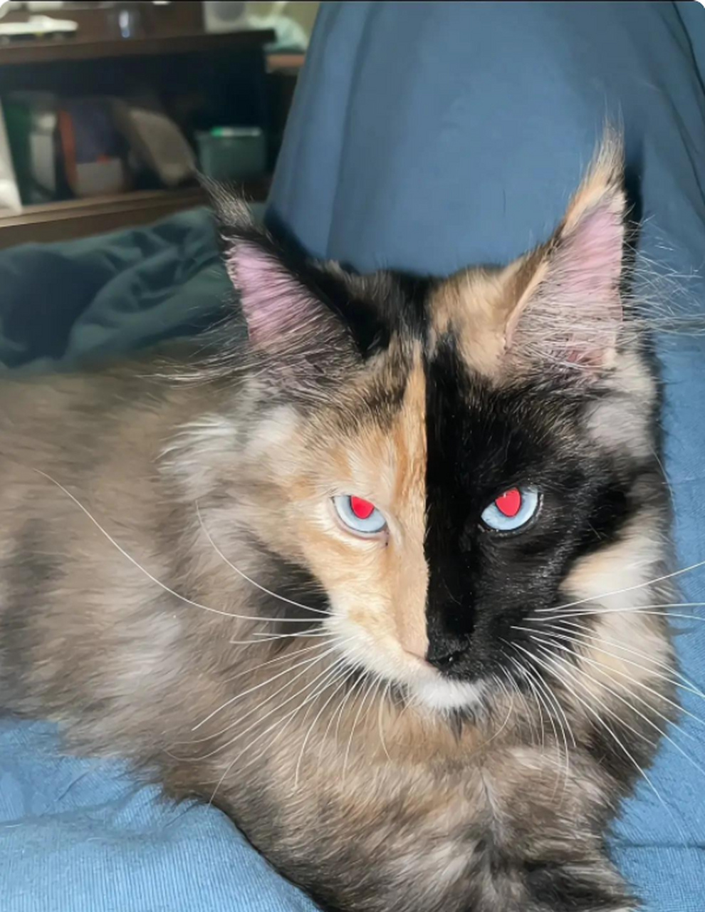 这缅因猫好帅,长了个阴阳脸真是太特别了[呆]