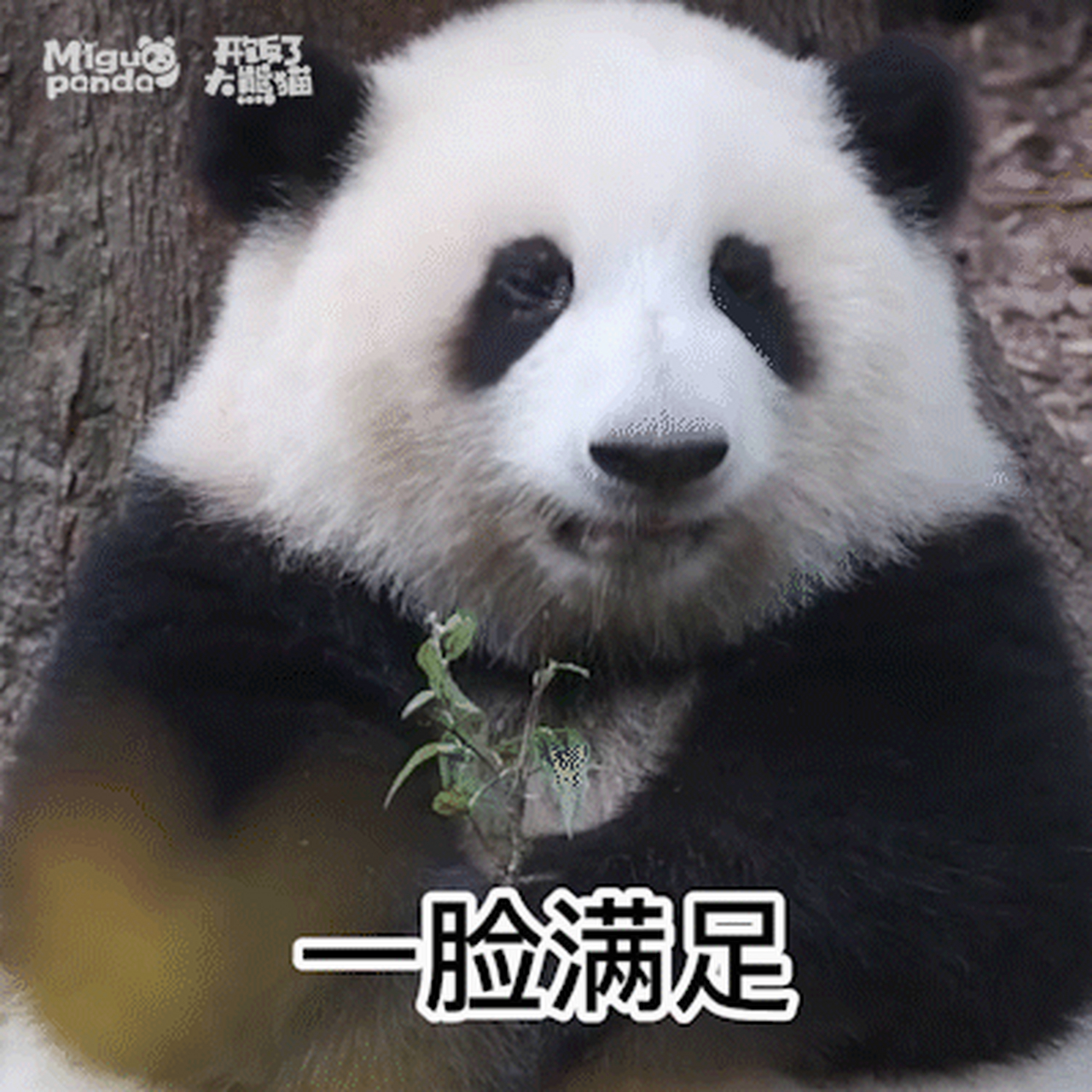 大熊猫花花表情包分享 | 报告,今天也很爱你!