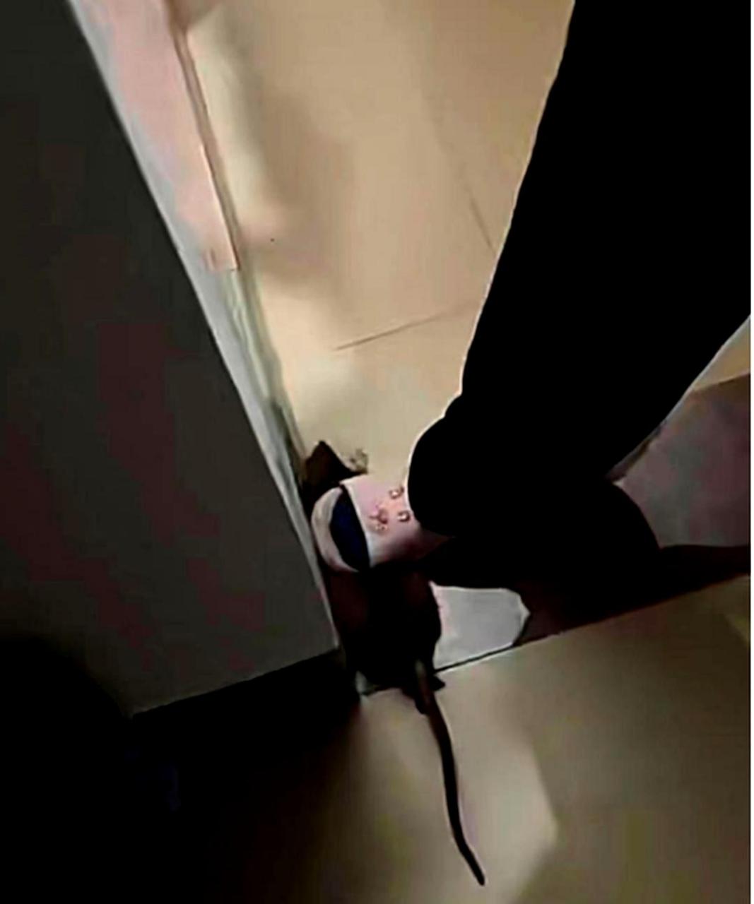 我徒手抓到了一只大老鼠,但是我不知道该怎么处理它.