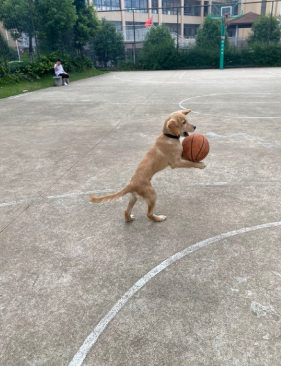 没想到,这还是一只爱打篮球的狗子