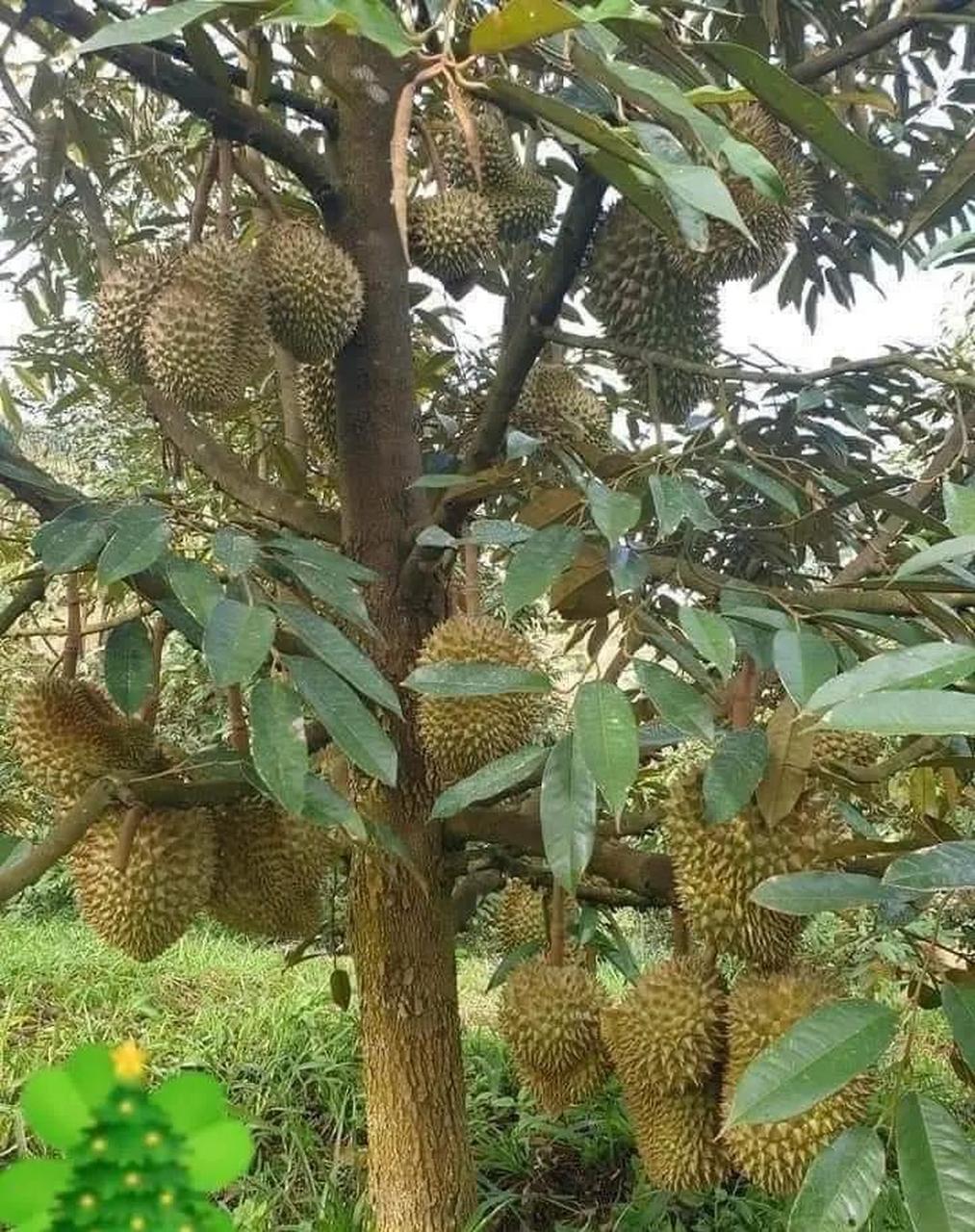 榴莲树 真实图片