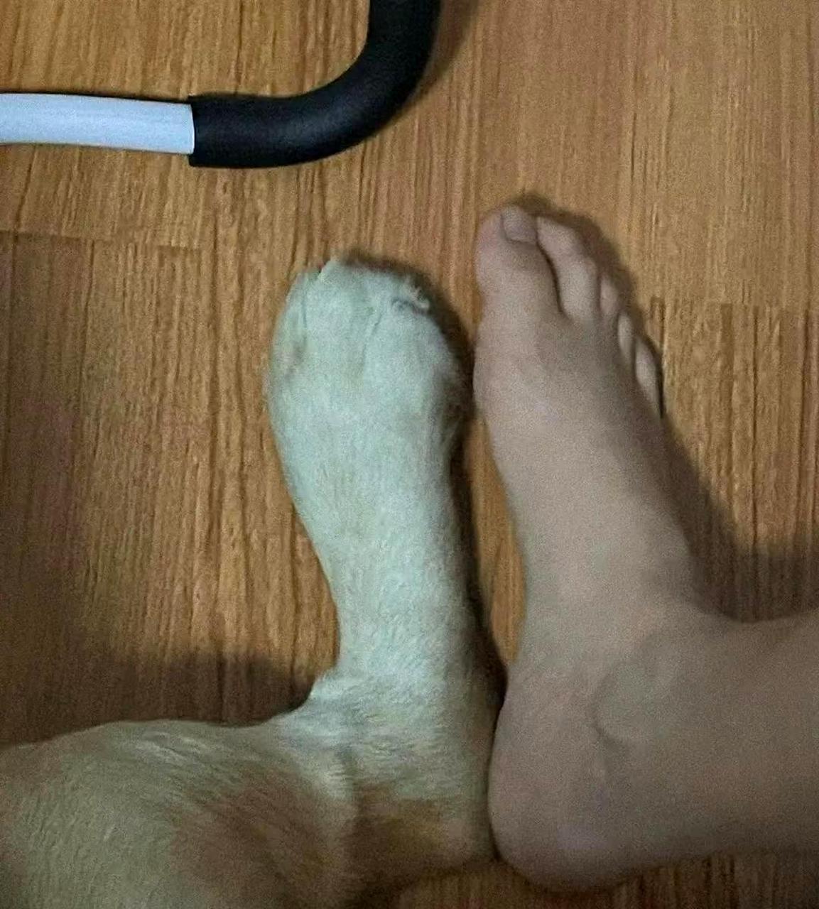 我家狗子的脚竟然跟我一样大.