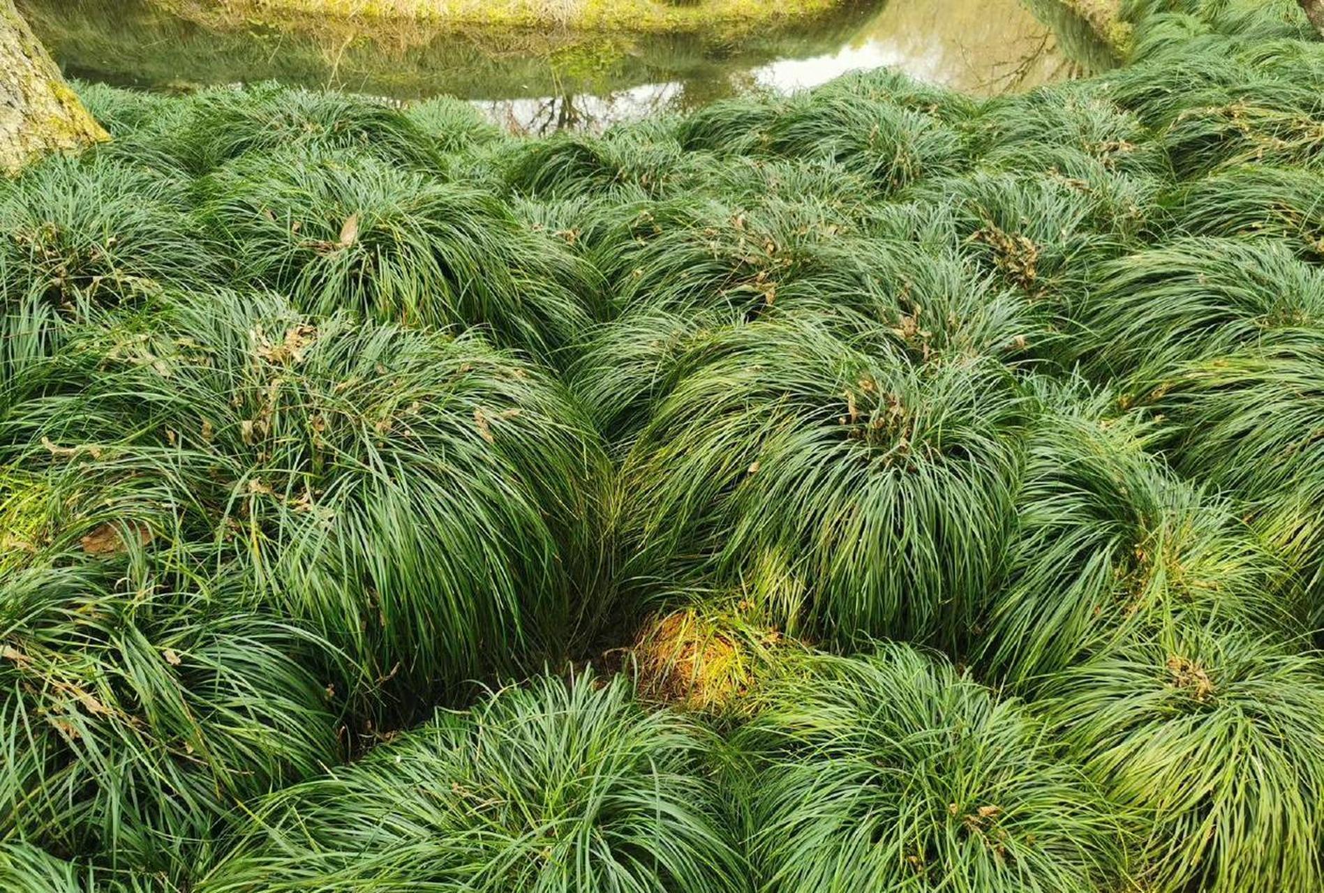 网友:奇怪奇怪, 杭州的草长得好像假发.