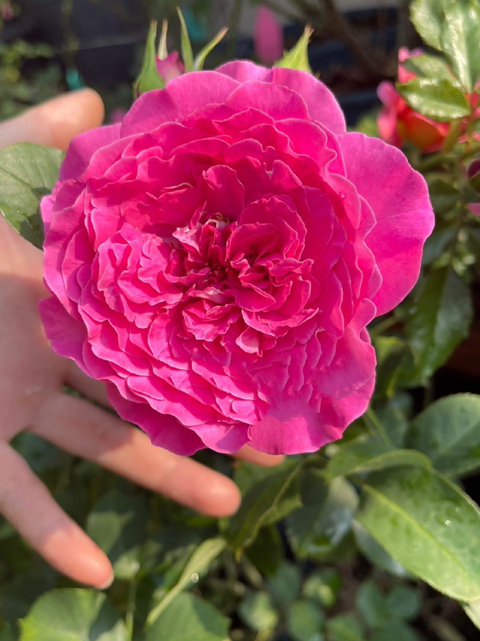 伊芙蓝宝石月季	"花型大,波浪边,皮实,花期长,抗病强,推荐.   "