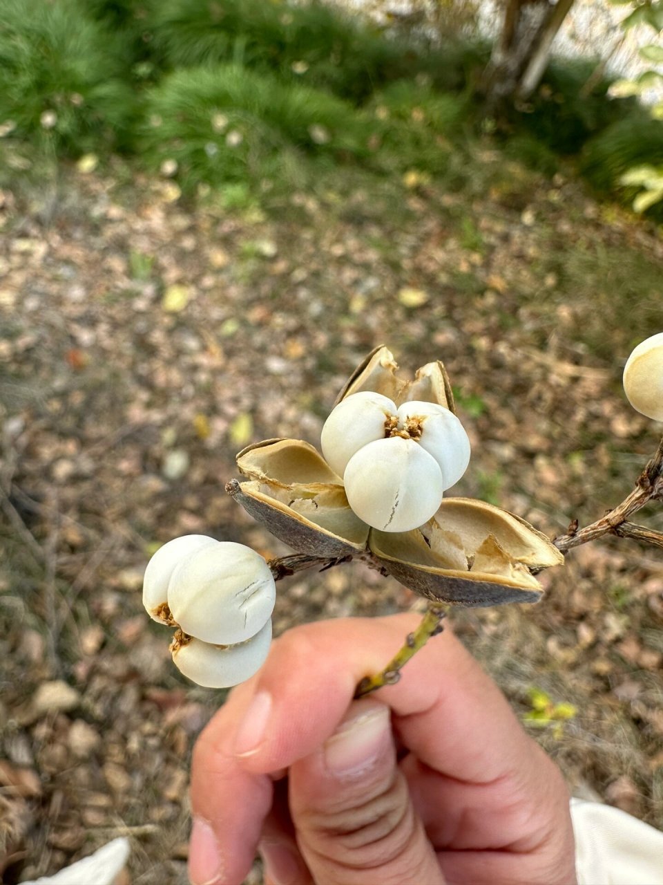 深圳像棉花树图片