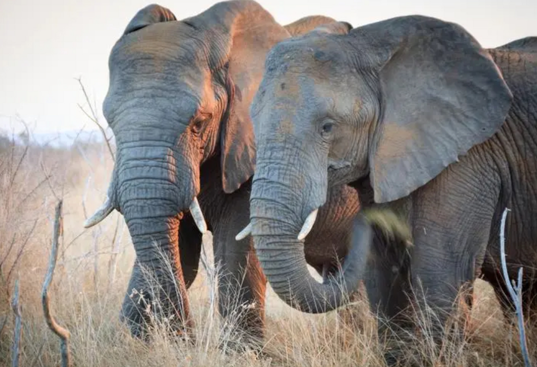非洲象一般寿命为50-70年,雌象每次怀孕时间长达22个月,每胎仅生一只