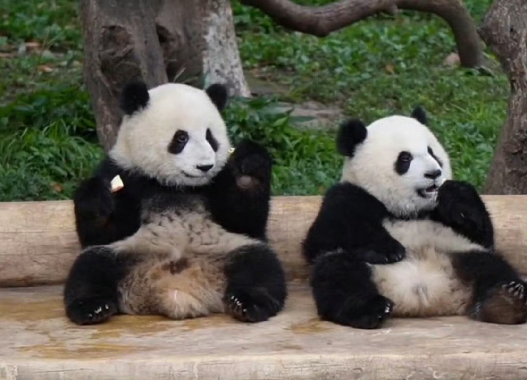 美的官宣认养大熊猫渝可渝爱# 美的正式官宣认养