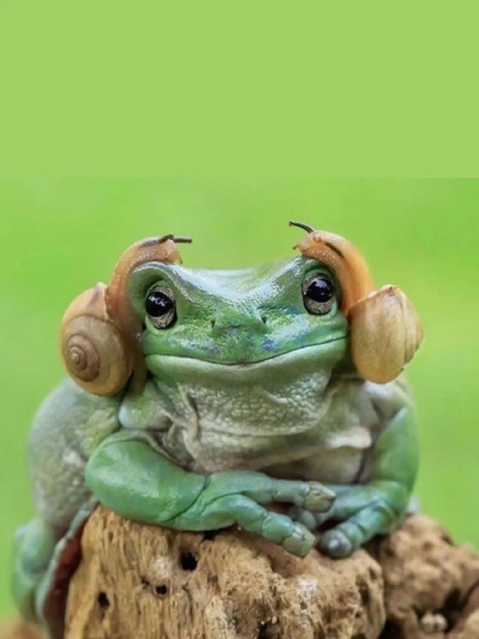 每天陪孩子一起瞧动物 名称:青蛙(frog) 别名:蛙;蛤蟆;蛙子 分类:动物