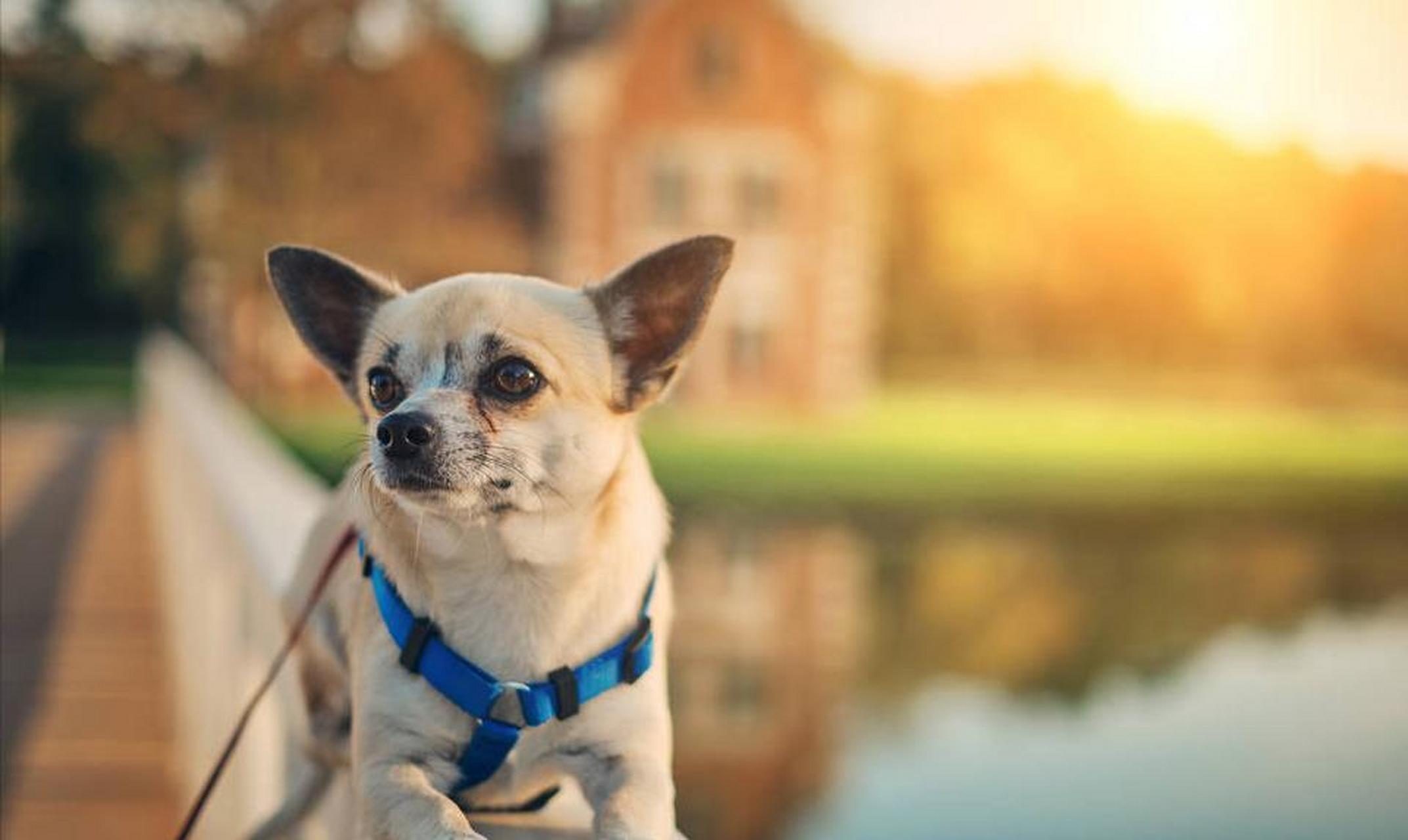 珍珠,这只两岁的小吉娃娃,现在成为了世界上最矮的狗,高度只有约9.
