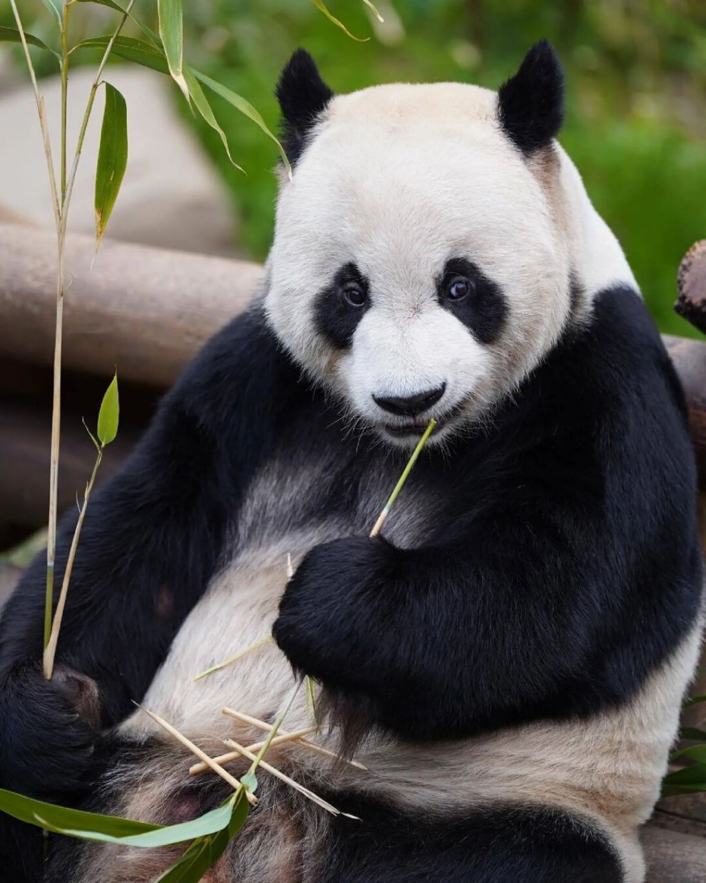 乐宝  一只帅气的男熊猫 	 逛了好久大熊猫园欣的超话,看到了很多乐宝