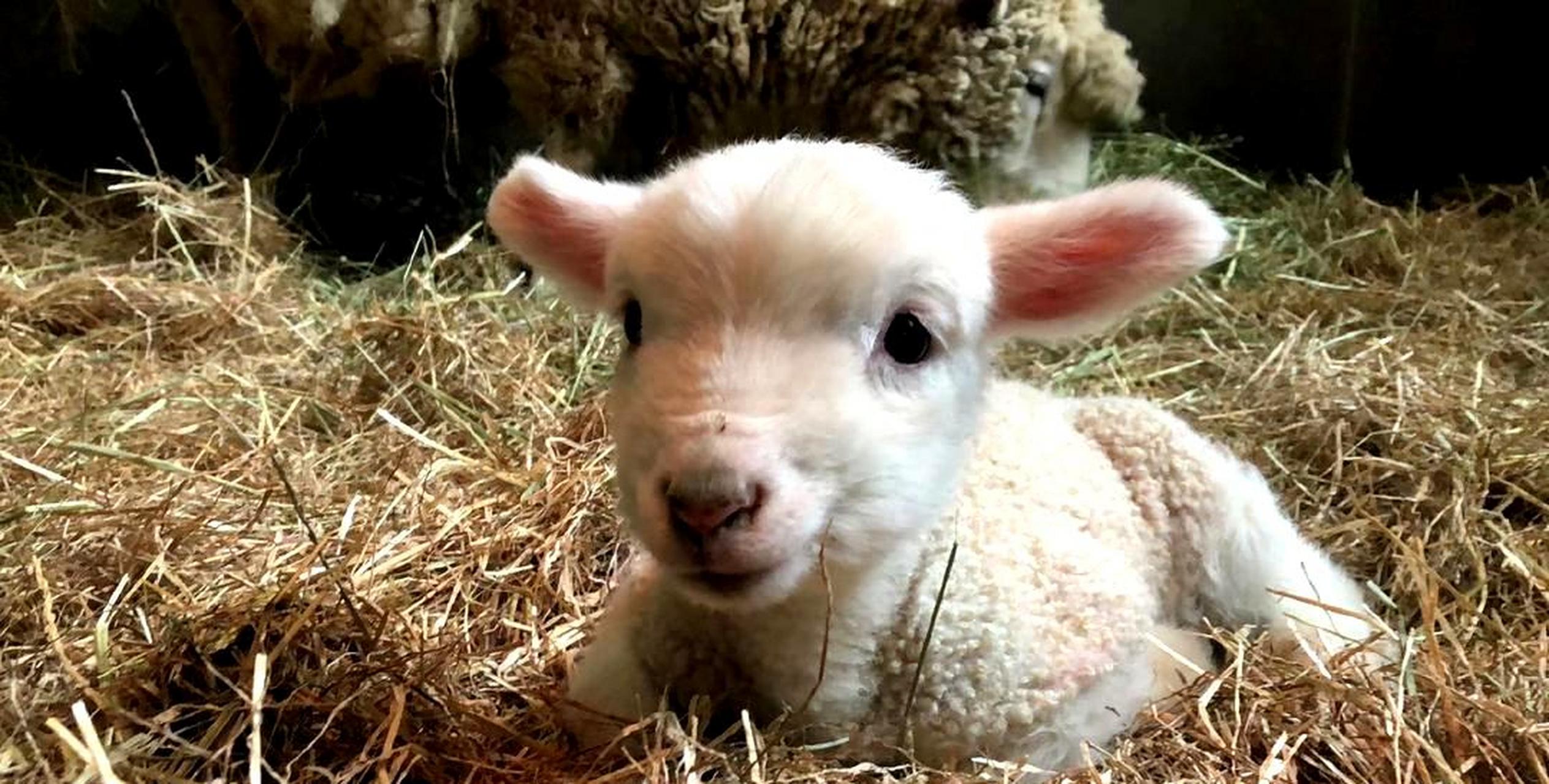 这只刚出生的小羊,像个毛绒玩具一样,太可爱了