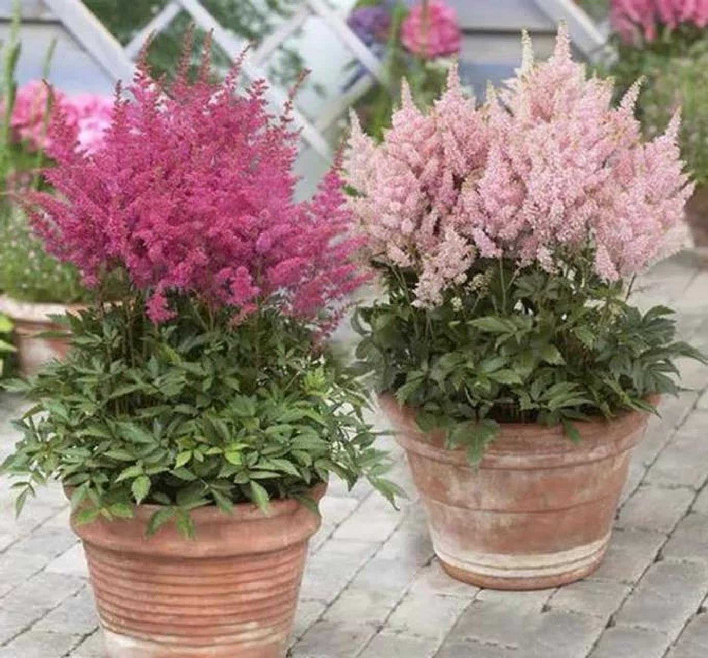 落新妇也是近年来比较受欢迎的小众花卉,它不同于传统意义的花卉,其