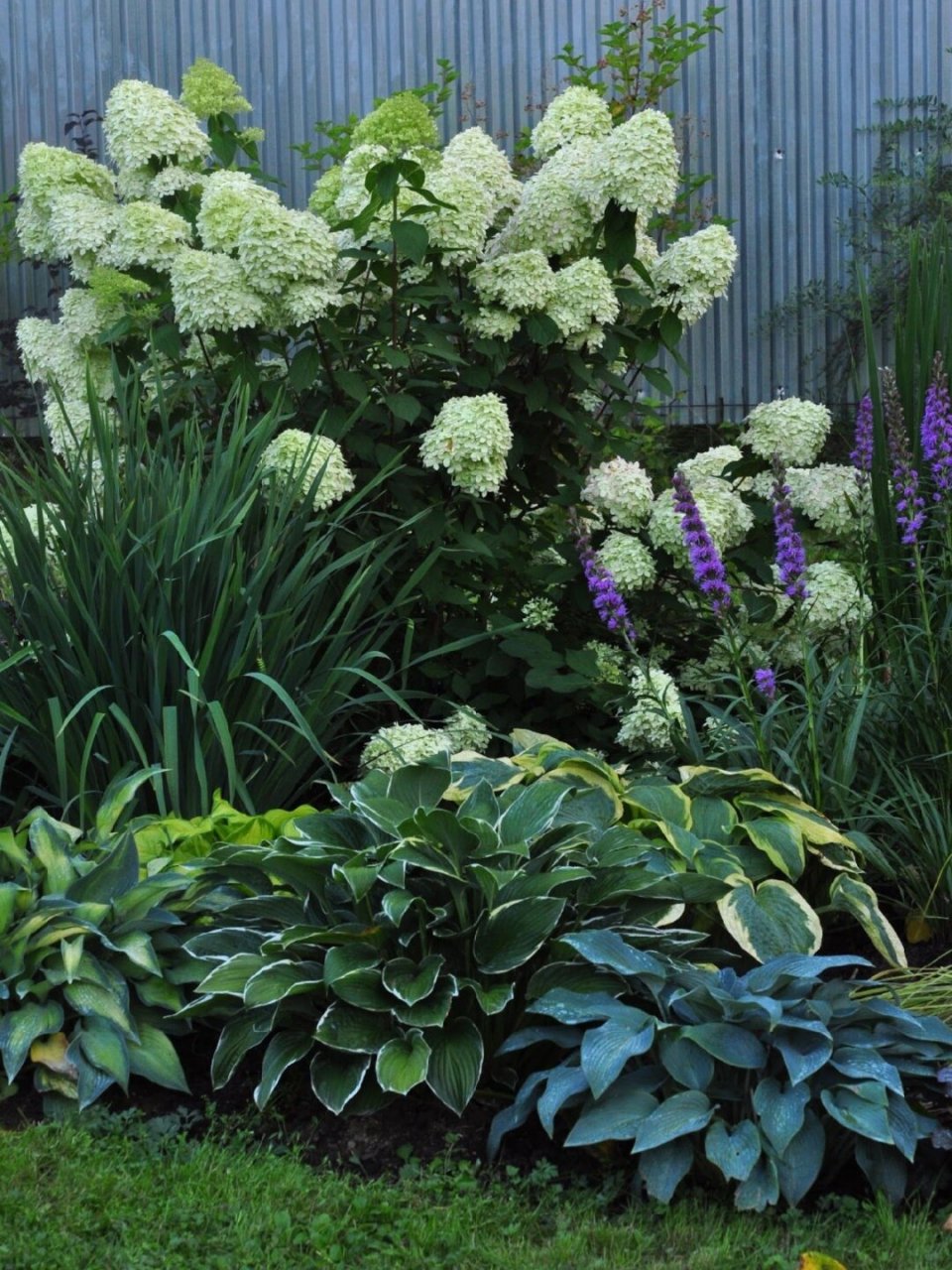 在光照不足的花园中,耐阴植物是不可或缺的主角.