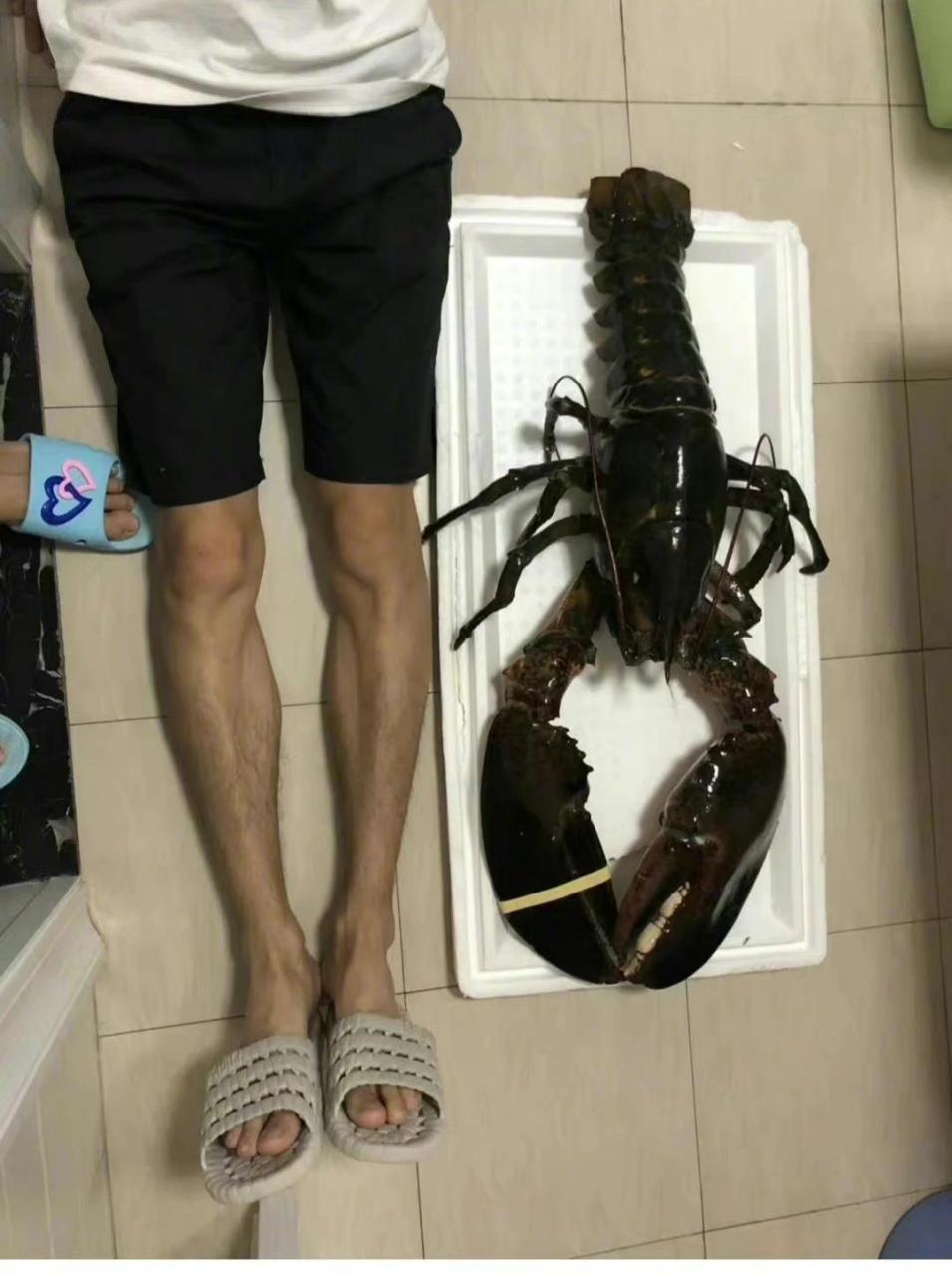 这是什么品种的龙虾,也太大了吧