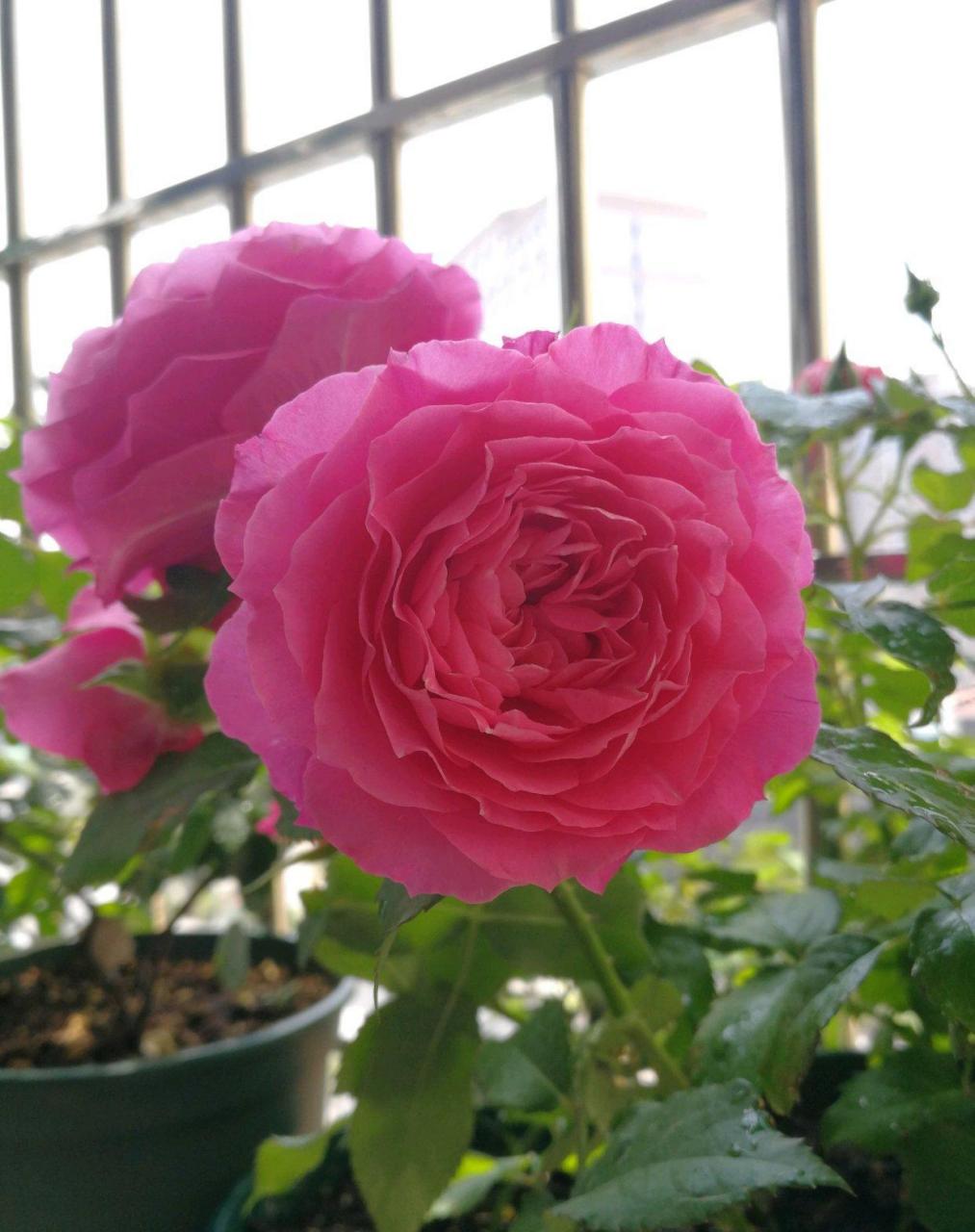 双子座阳台,超级优秀的微型盆栽月季花,荷兰著名玫瑰花育种公司迪瑞特