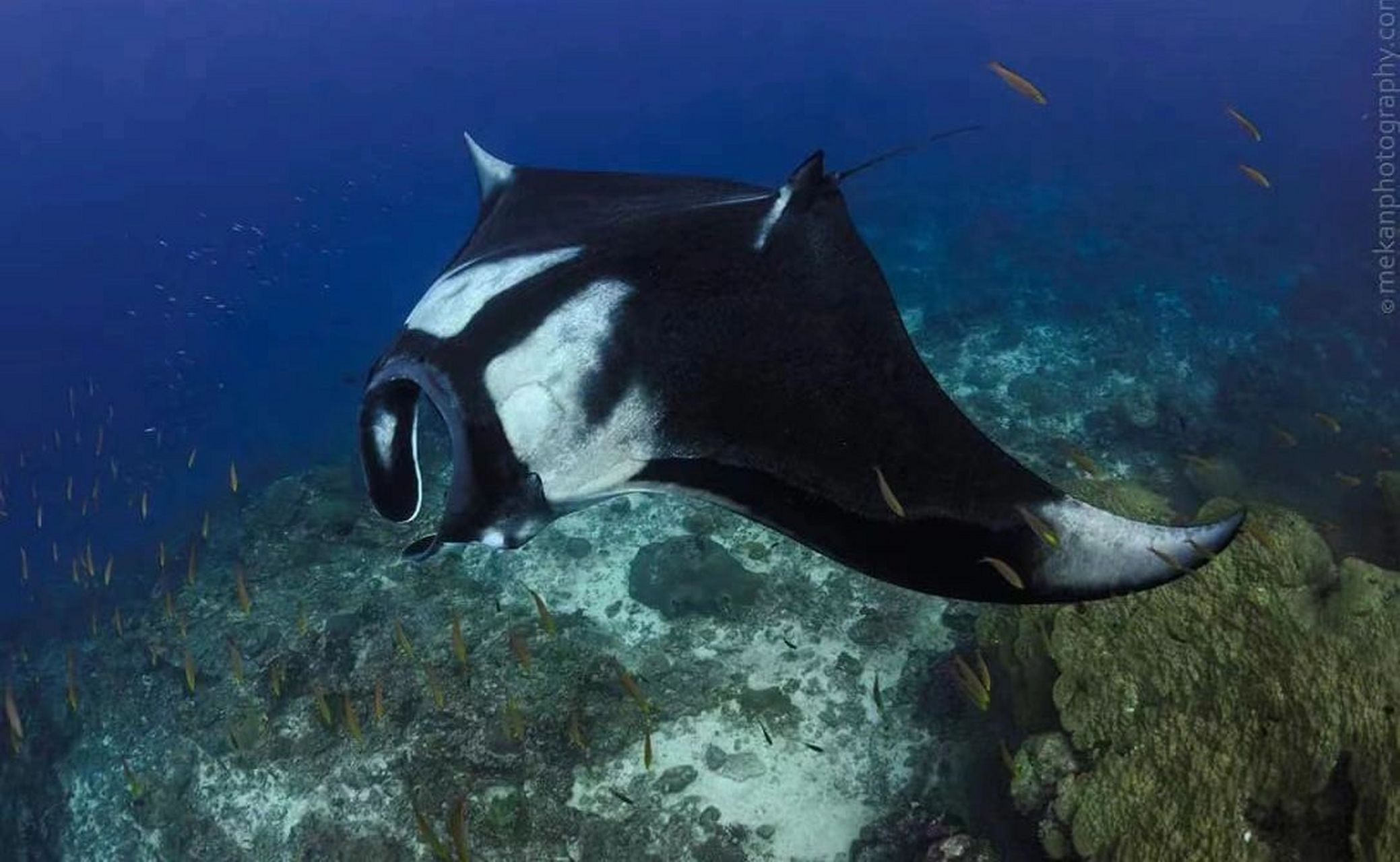 海洋生物-温柔巨人manta 蝠鲼,魔鬼鱼,manta ,我最喜欢的海洋生物