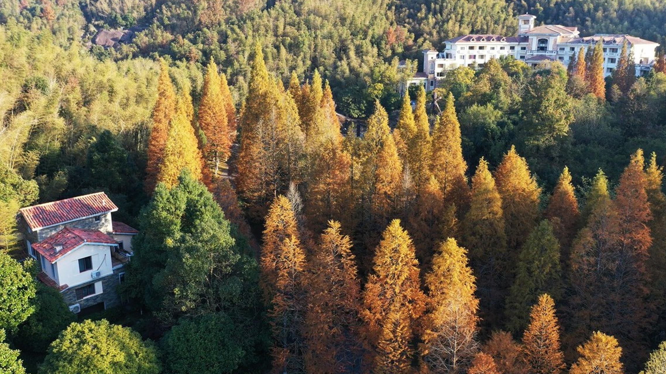 初冬时节的南昌梅岭森林公园,成片的水杉林换上了红装,千年银杏也披上