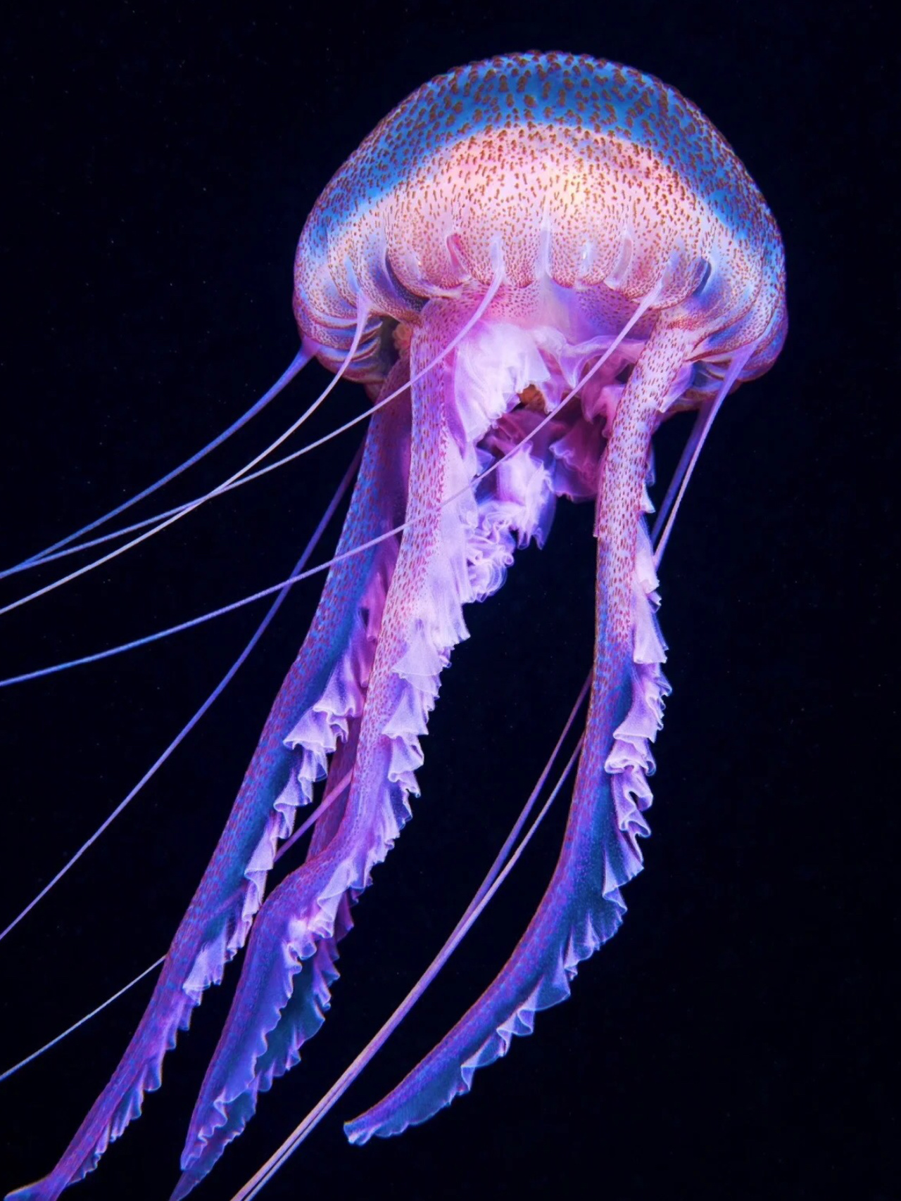 每天陪孩子一起瞧动物 名称:水母 分类:动物界,刺胞动物门,3纲,5目