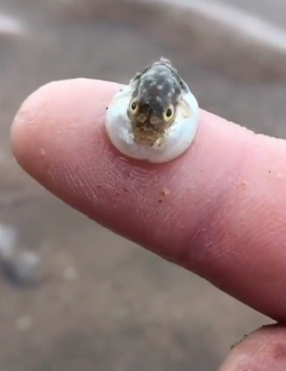 网友去赶海,发现了一条愤怒的小河豚,好可爱.