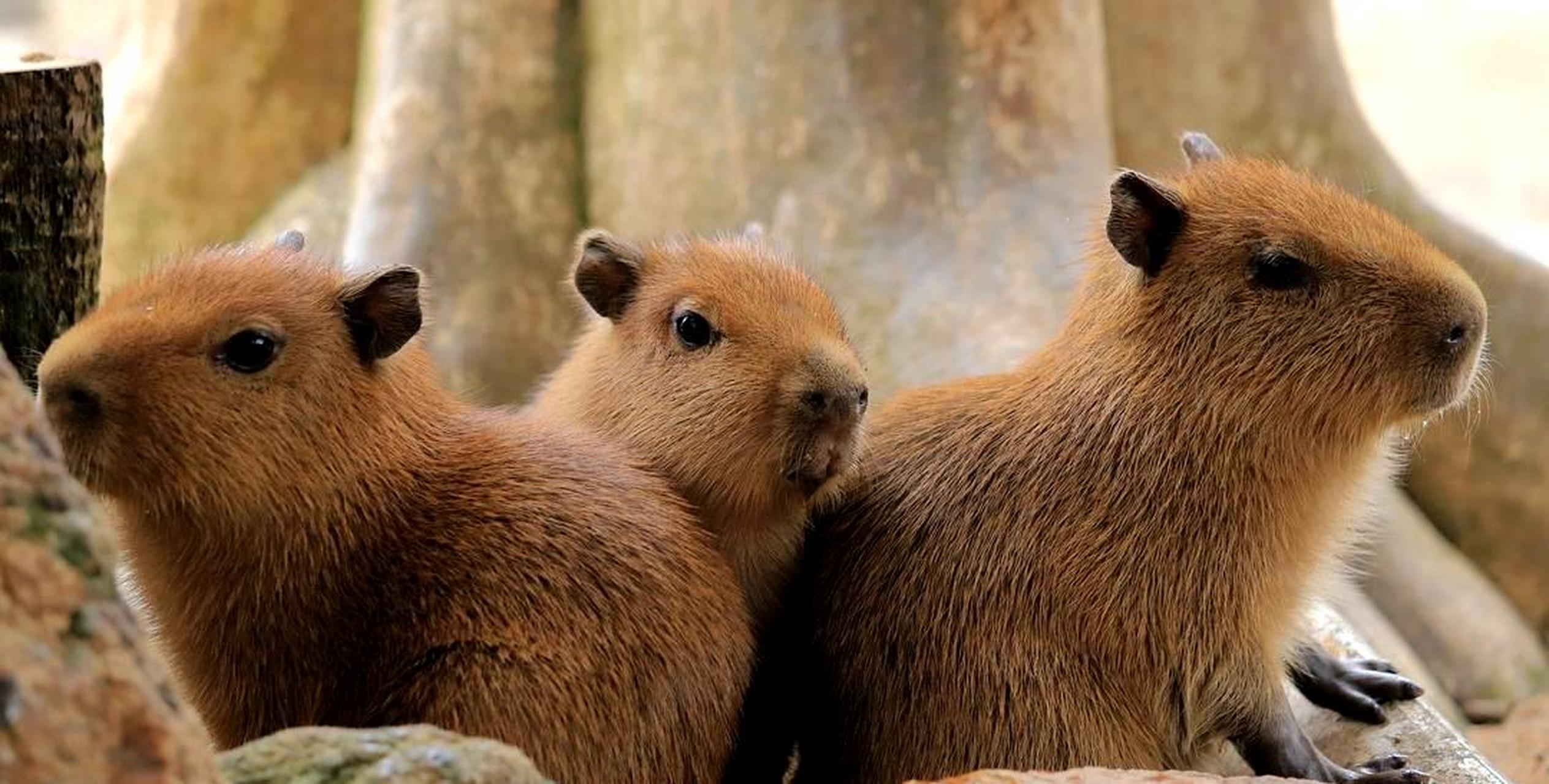 水豚宝宝可爱又可爱.