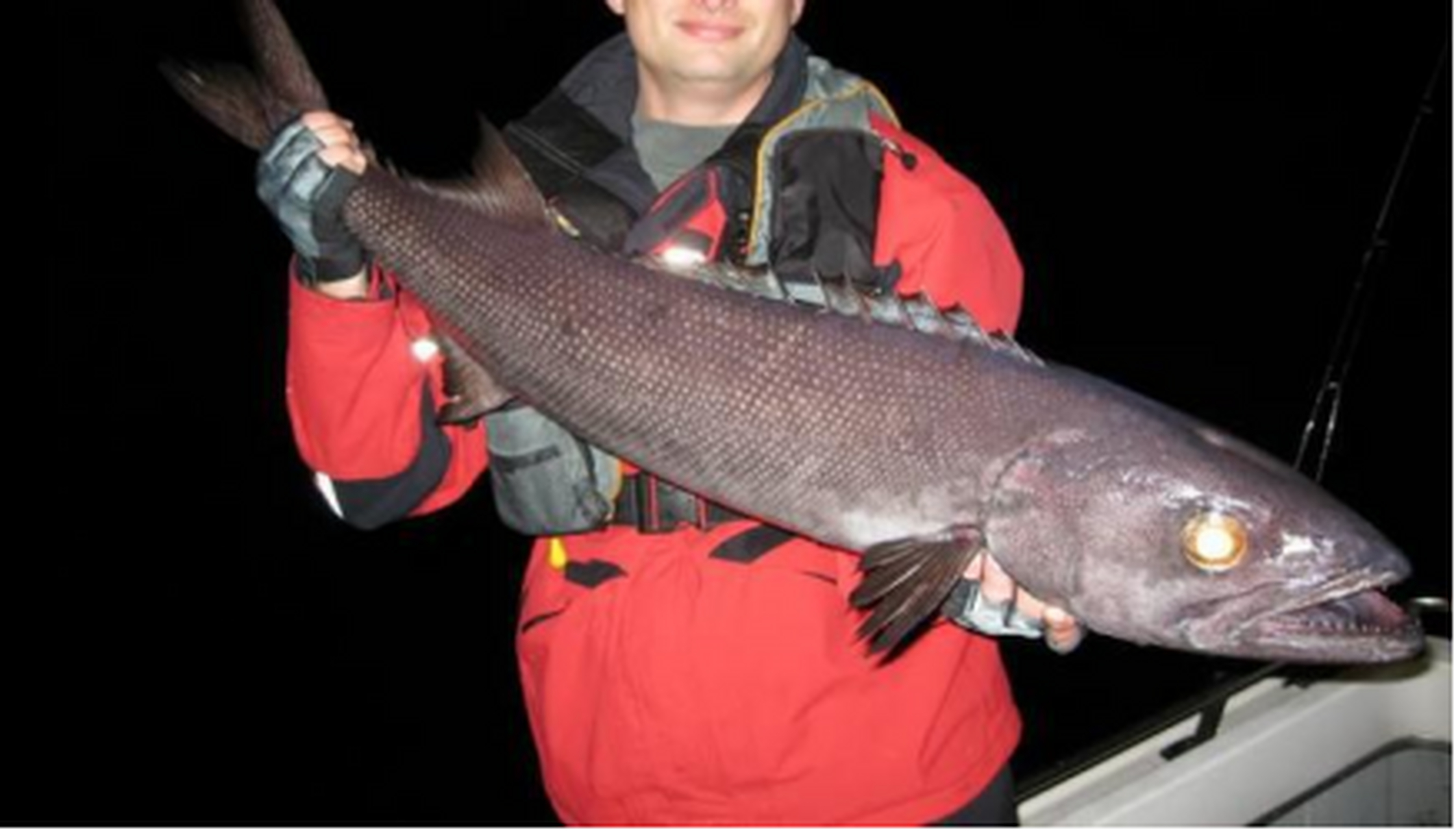 餐桌上的腹泻毒药----油鱼 油鱼是一种生活在深海当中的鱼类,在世界