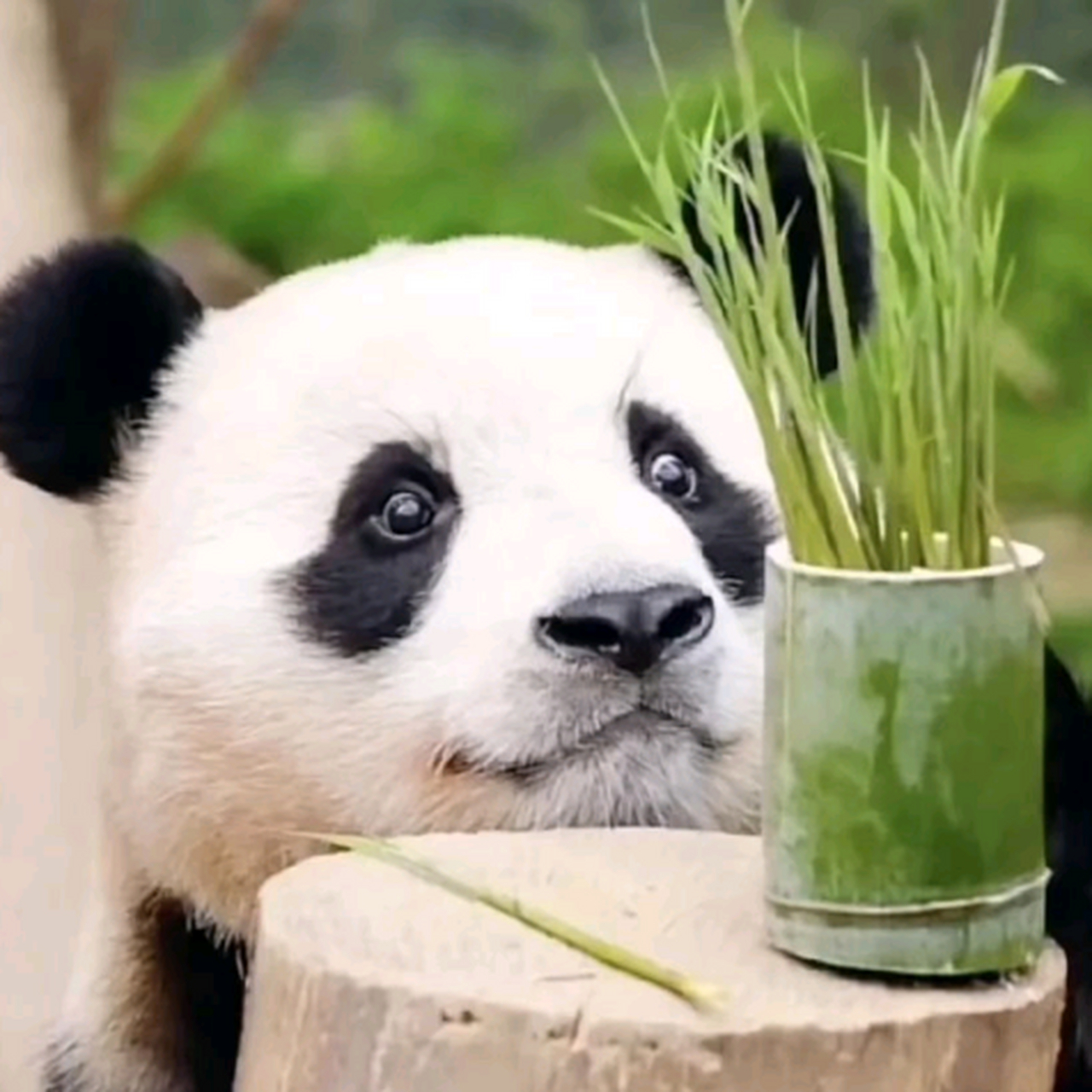 熊猫可真可爱啊