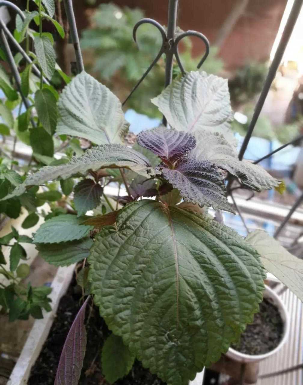 苏子叶长的比手掌都大,心情无比激动,现在我眼前满是煎好的五花肉片和