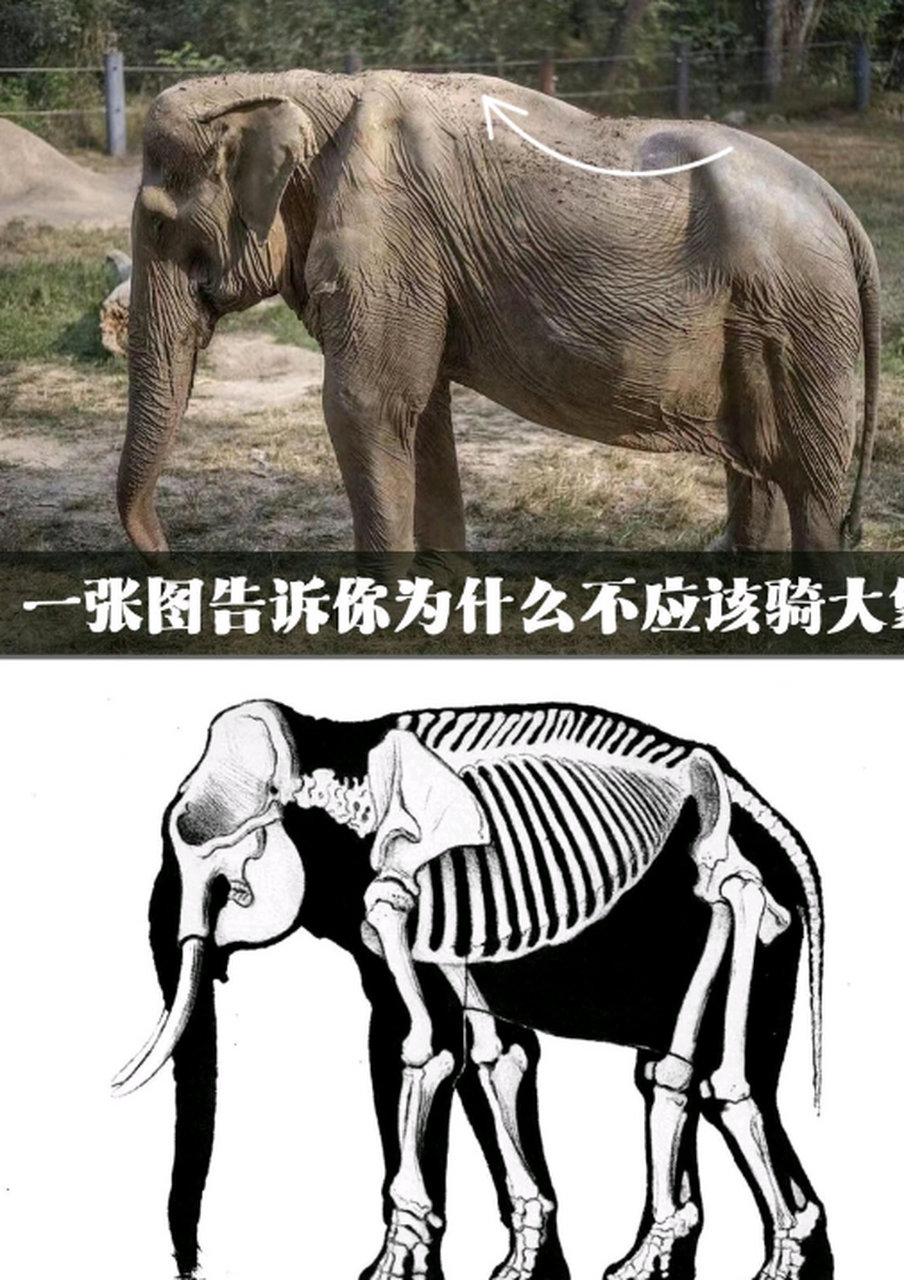 大象鼻子里有骨头吗图片