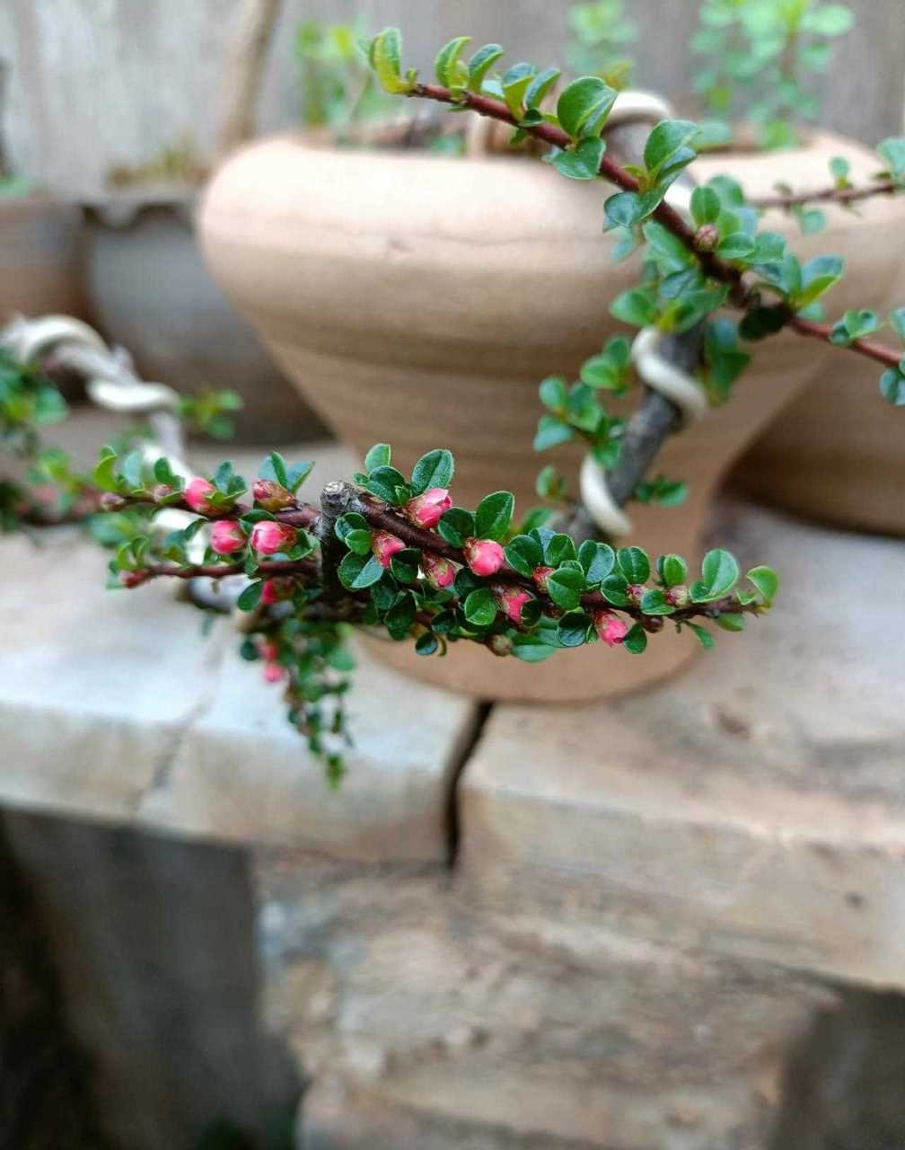 红花荀子的养殖方法