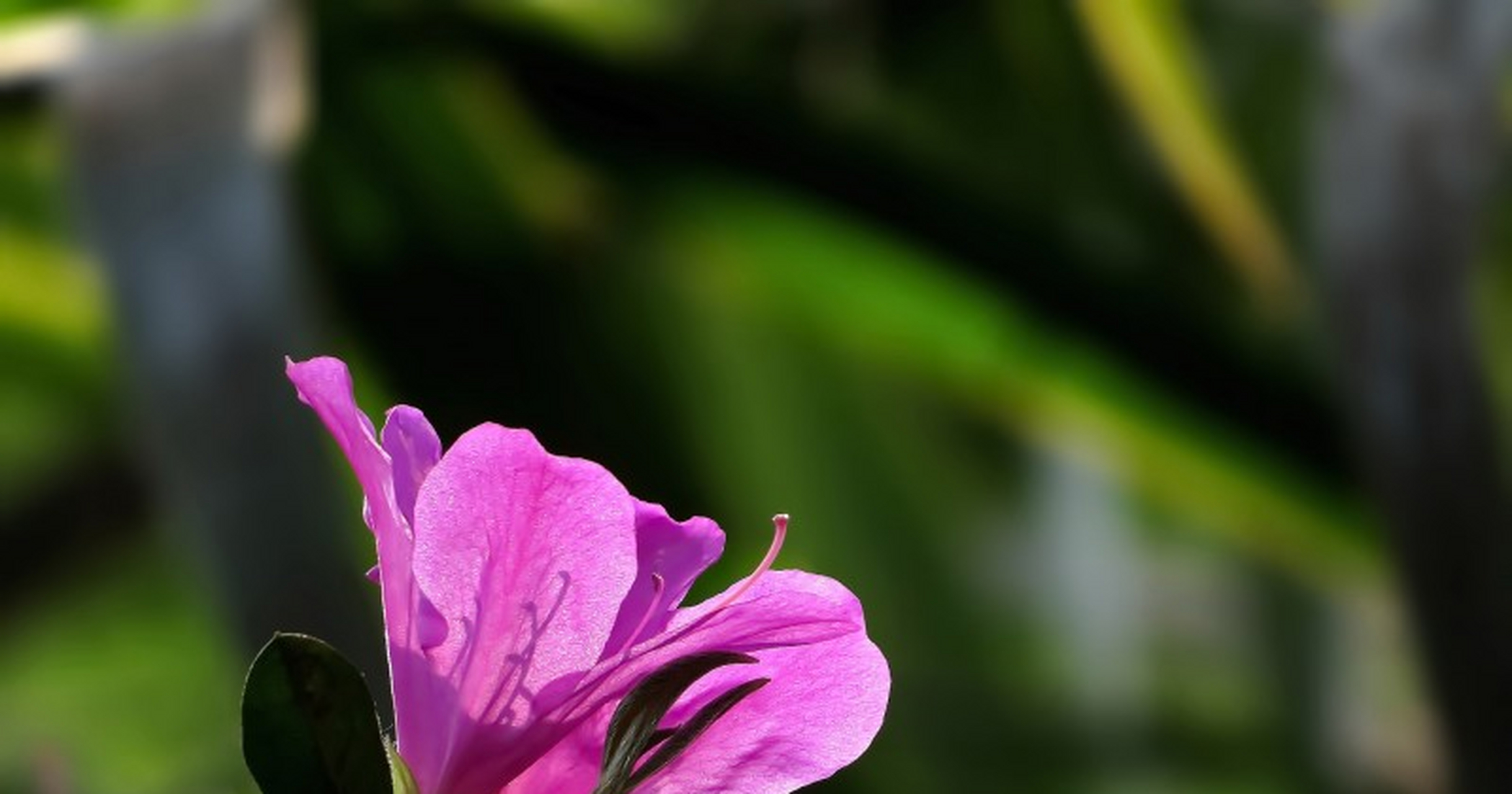 生肖羊是一个很重情重义的人,他们希望自己的爱情,是可以和对方有始有