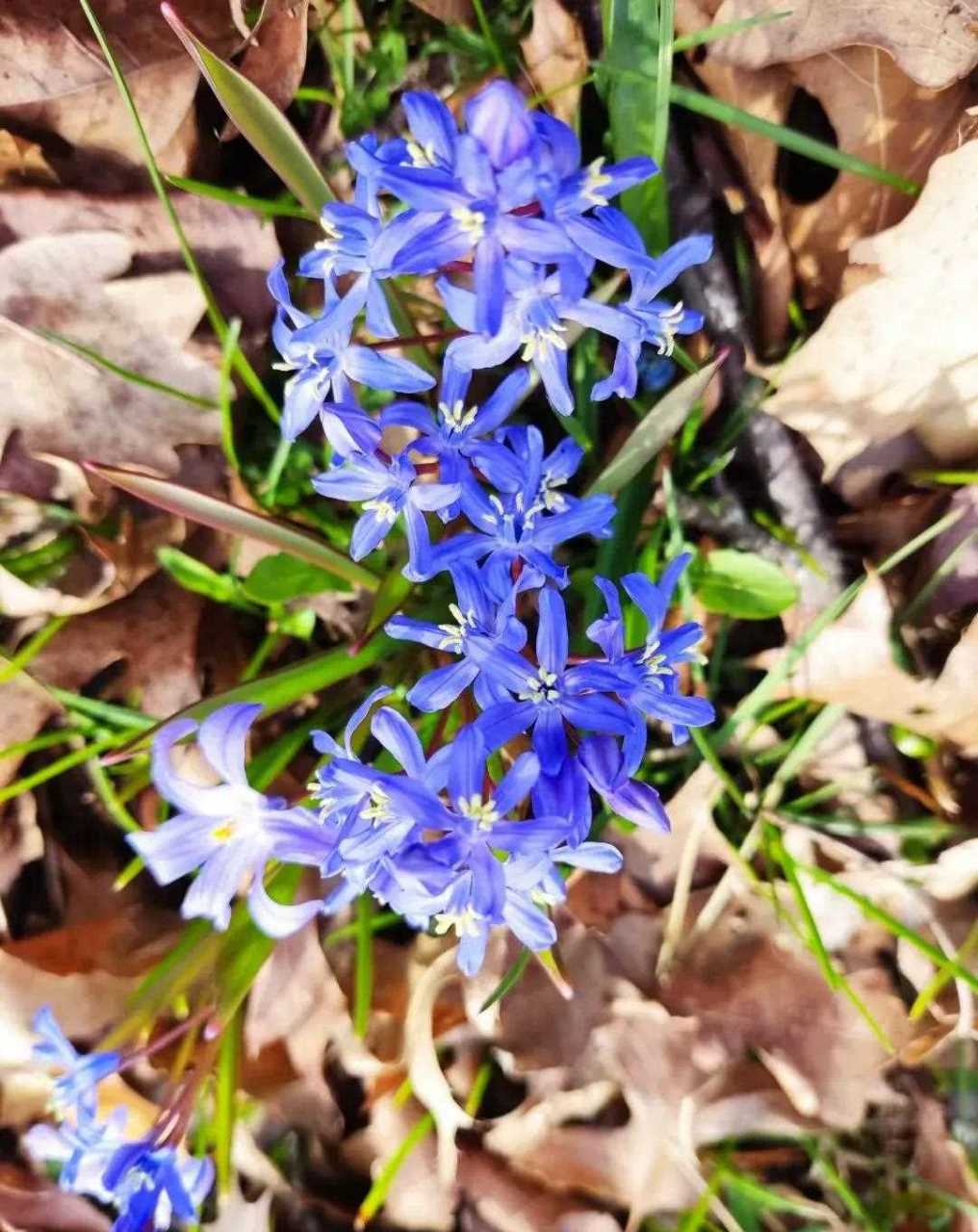 这花的名字是glory of snow,翻译成中文就是雪的荣耀.