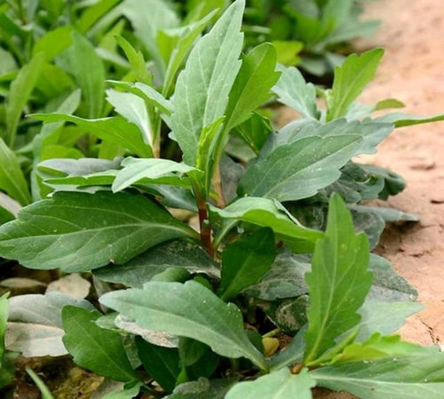 农村常见的降火草,缓解口腔溃疡很轻松.