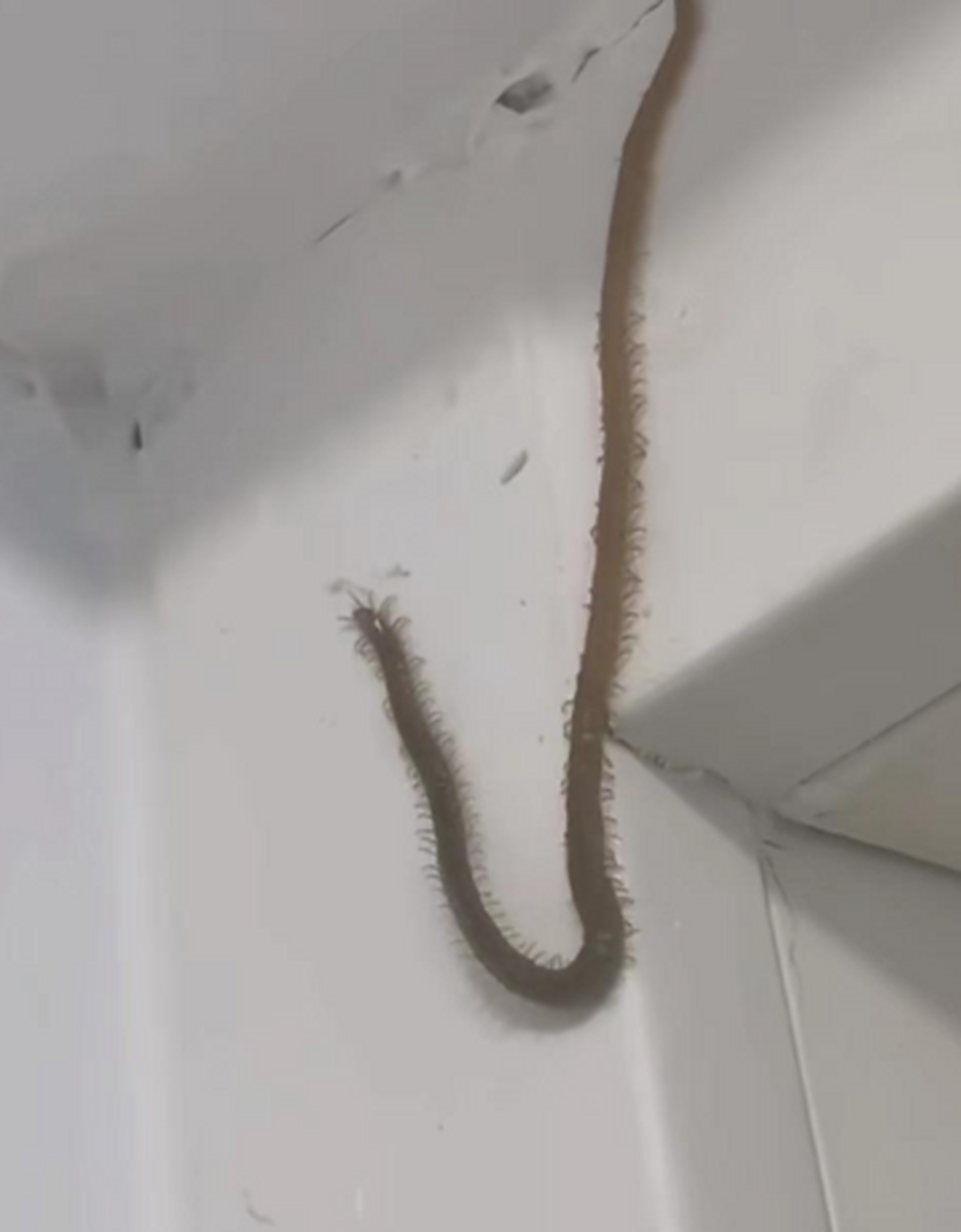 这是什么虫子,是蜈蚣吗,这存活几年了[疑问]