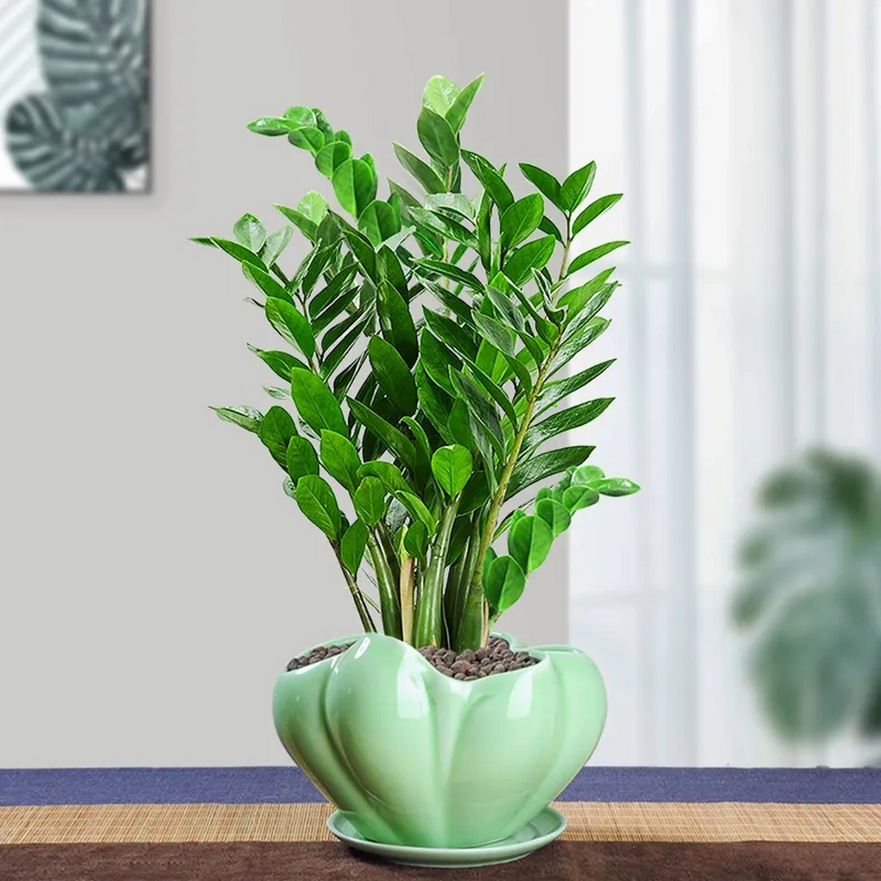 [微风]金钱树又叫雪铁芋,原产于非洲东部雨量偏少的热带草原气候区.