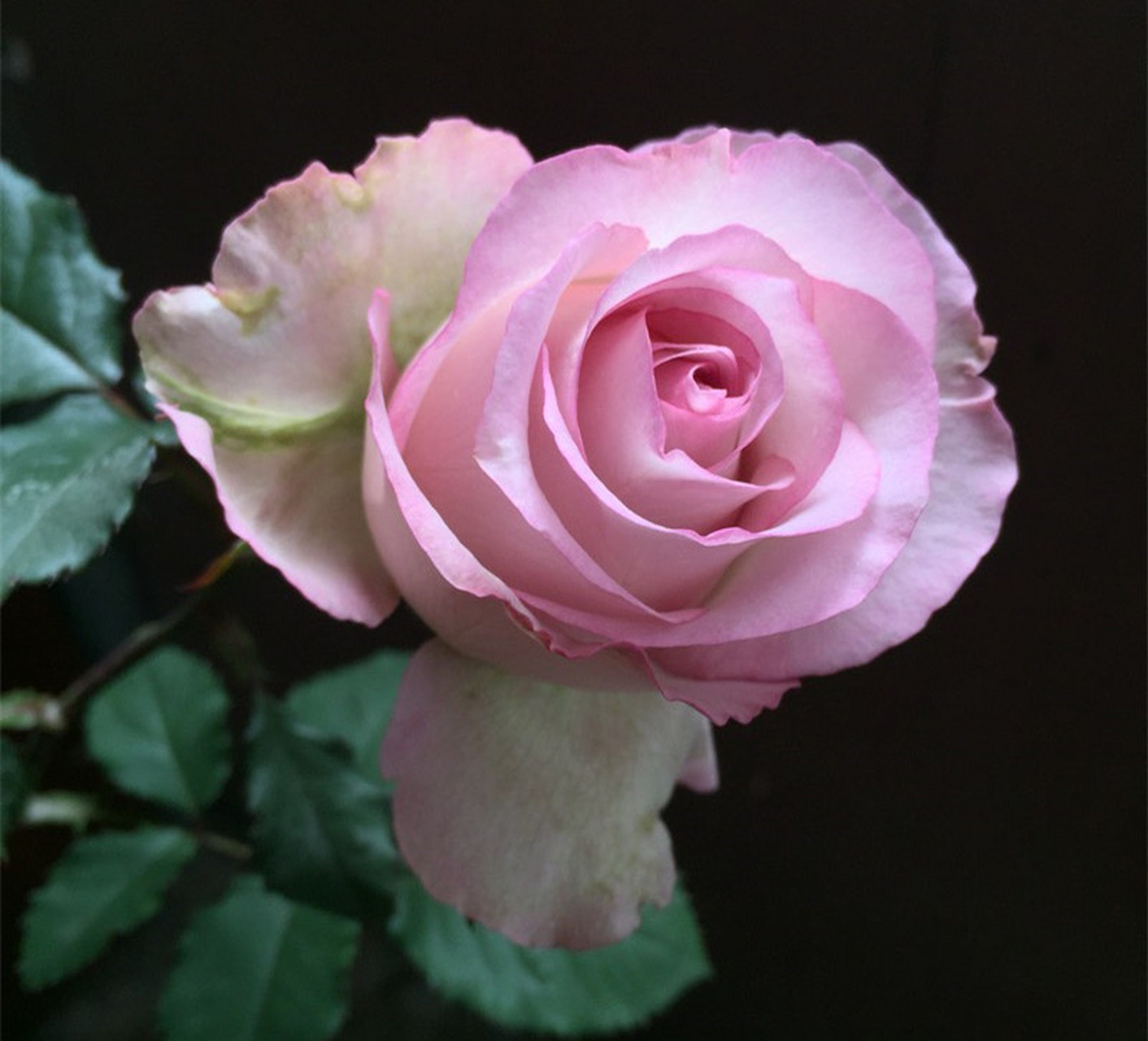 养花# #月季#  深海狂想曲,荷兰品种,花很大,直径10厘米以上,叶子也