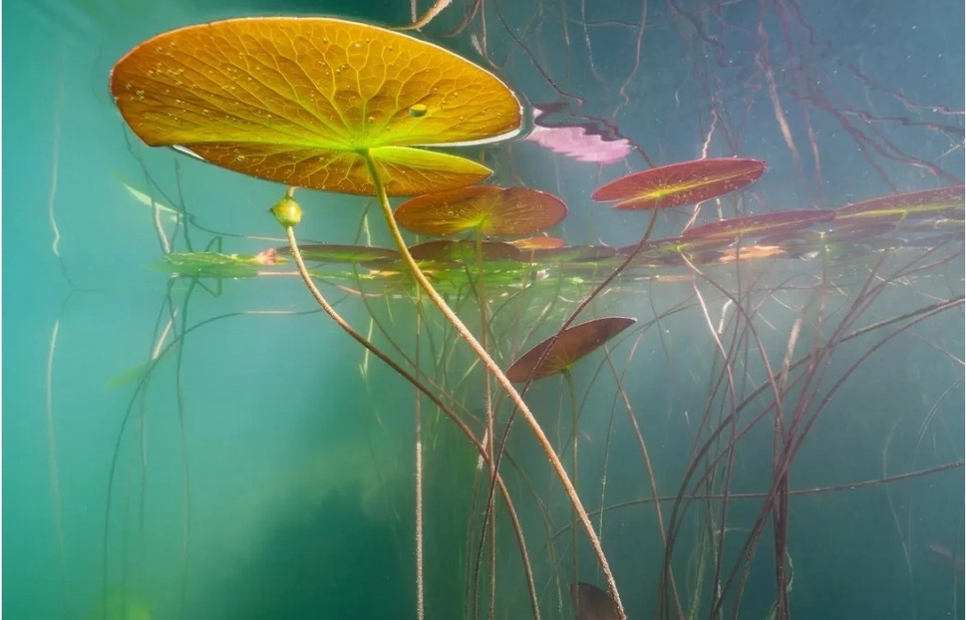 " 出淤泥而不染 … " #禅意古风