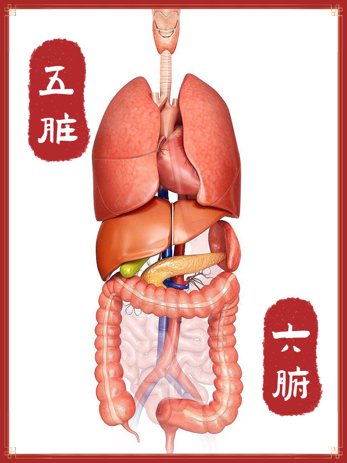 哪六腑?看到赶快收藏住!