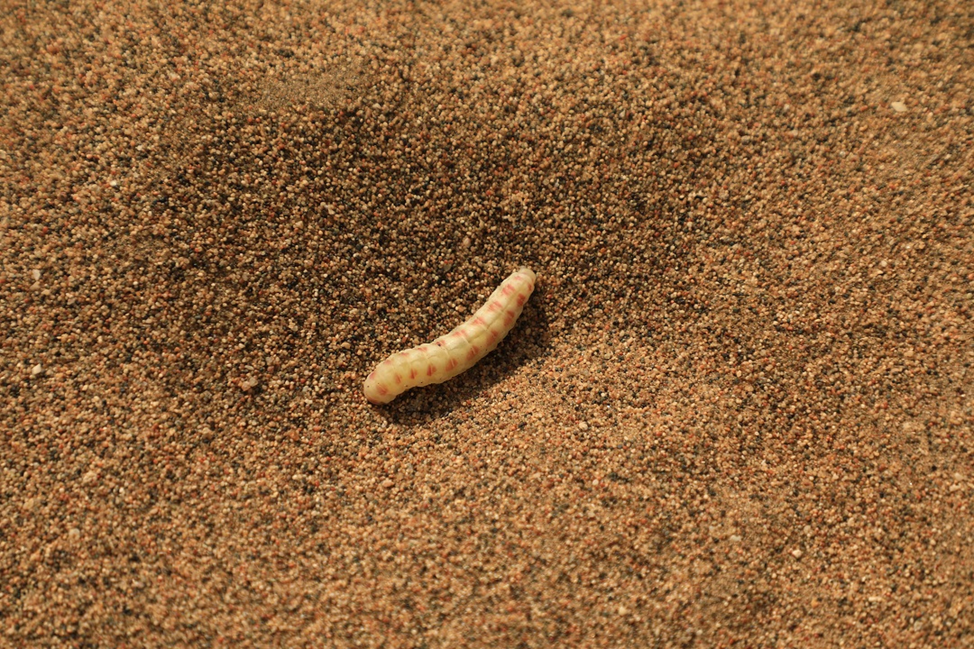 沙漠里的虫子,有人知道它的名字吗[二哈]