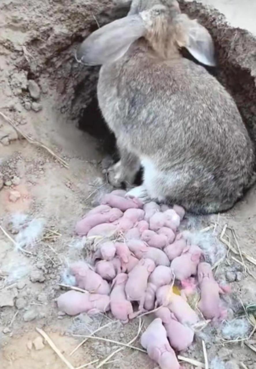 难怪澳洲兔子都会泛滥成灾,原来一胎生这么多.